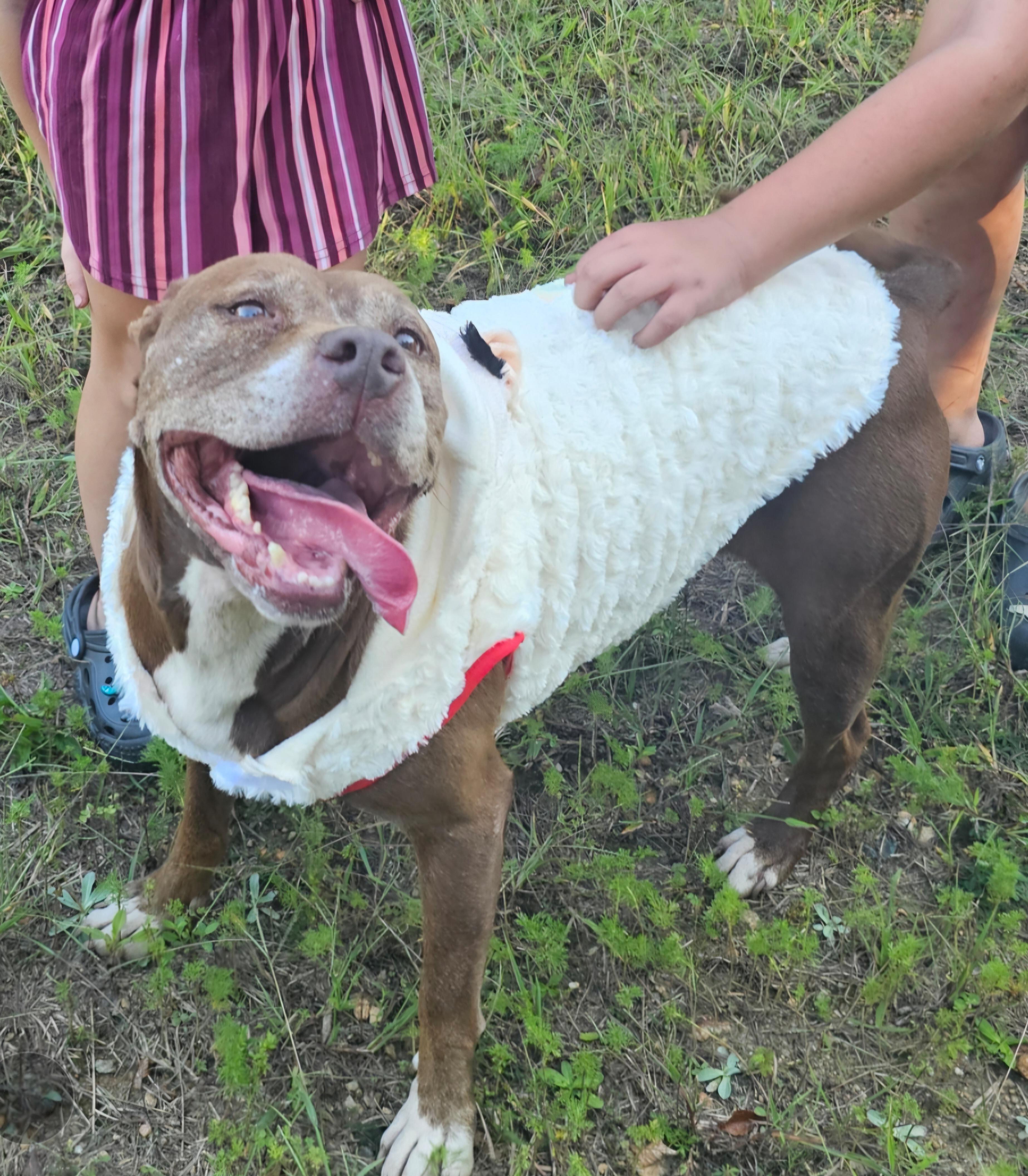 Charlotte, Adoptable, Senior Female Pit Bull Terrier.