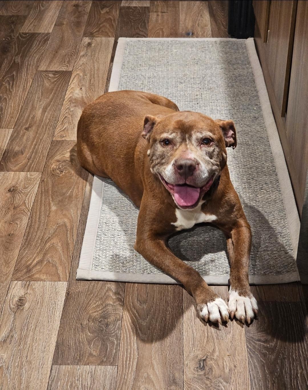 Charlotte, Adoptable, Senior Female Pit Bull Terrier.