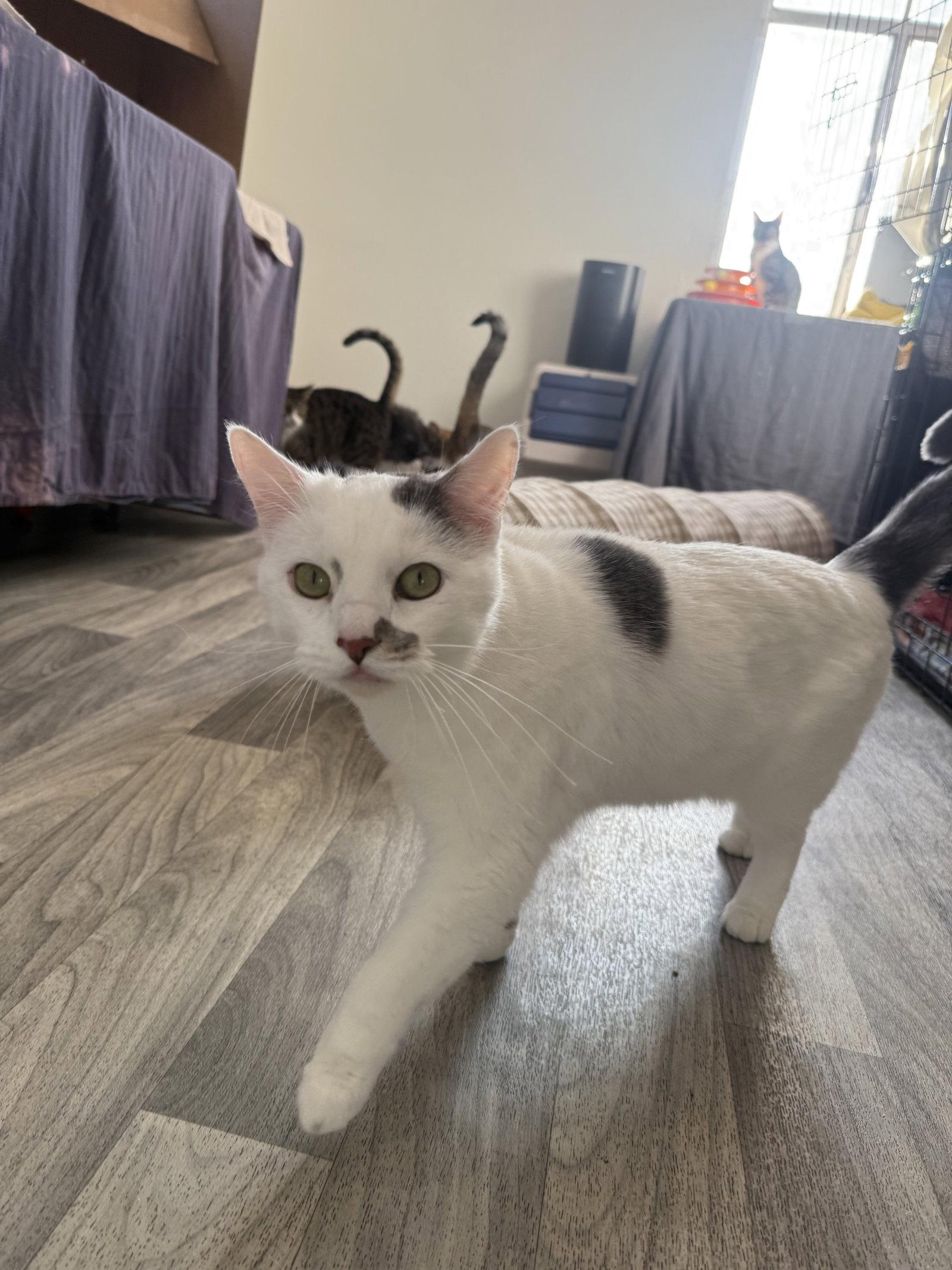 Andromeda, Adoptable, Adult Male Domestic Short Hair.
