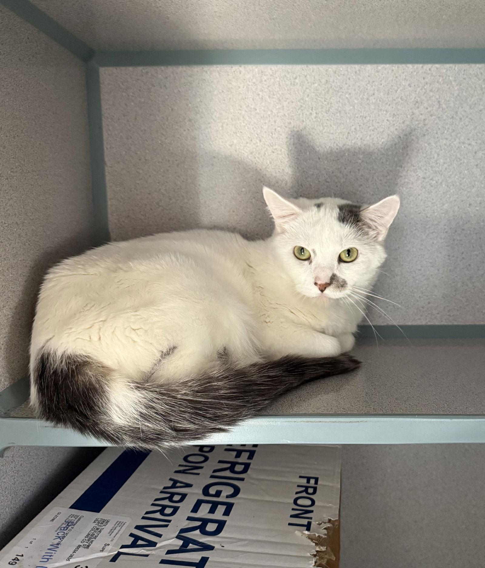 Andromeda- Barn Cat, Adoptable, Adult Male Domestic Short Hair.