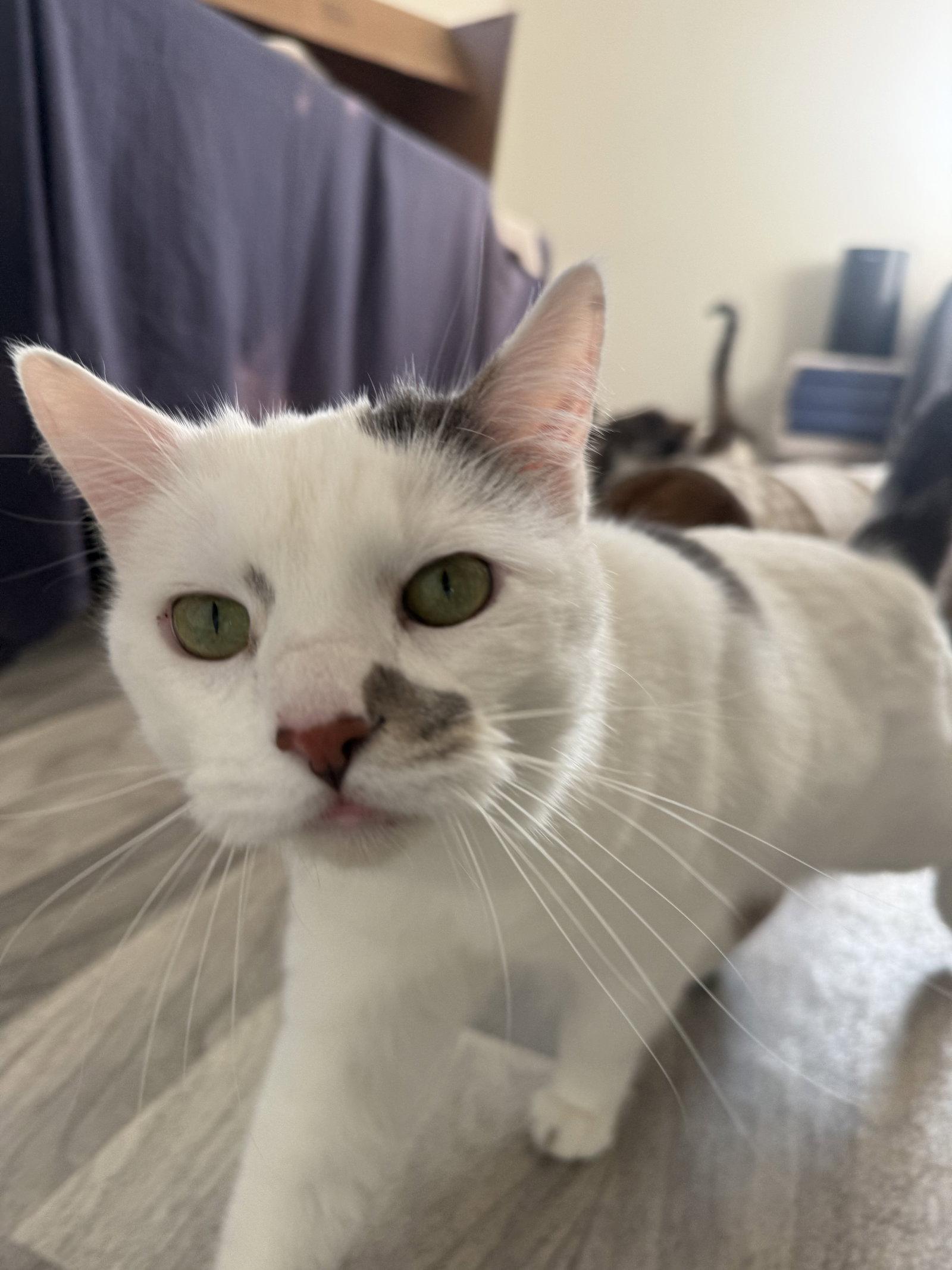 Enlarge Andromeda, a Adoptable Domestic Short Hair in Fort Collins, CO image 2/3