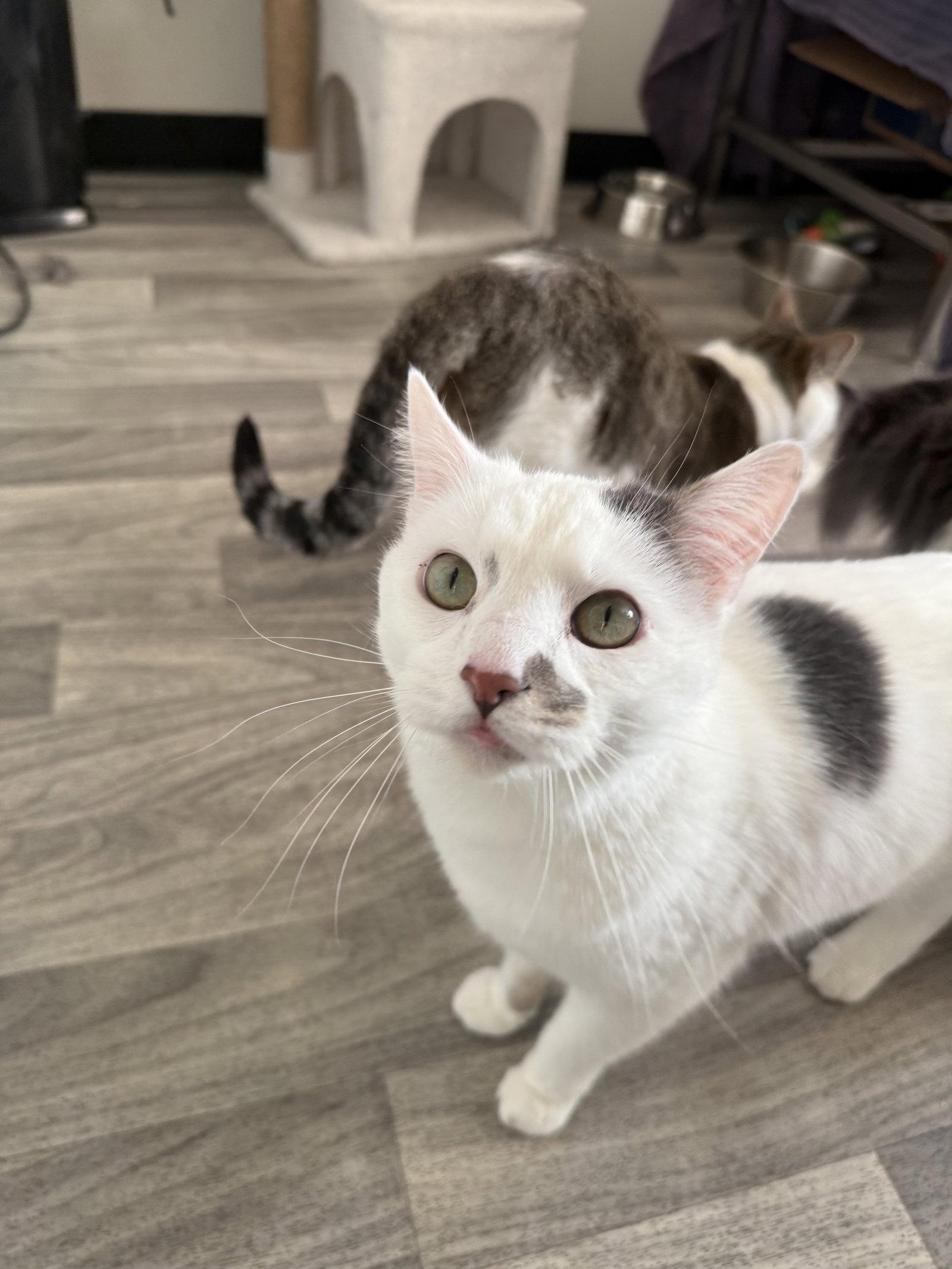 Enlarge Andromeda, a Adoptable Domestic Short Hair in Fort Collins, CO image 3/3