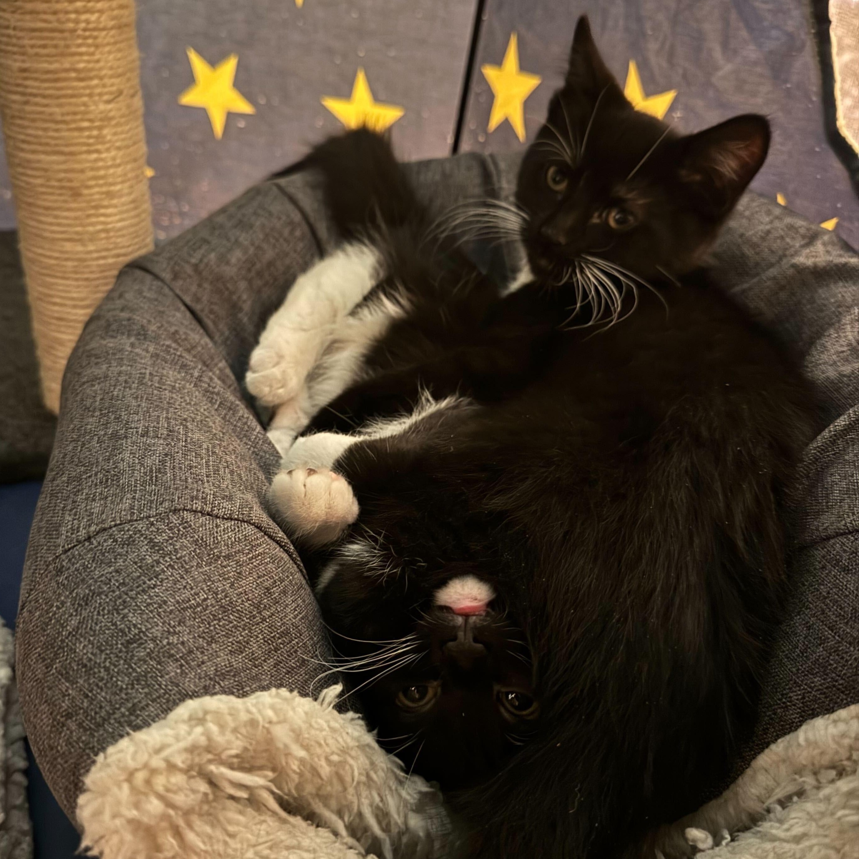 Dancer, Prancer, Comet, & Cupid, a ADOPTABLE Domestic Short Hair in Waltham, MA image 5/6