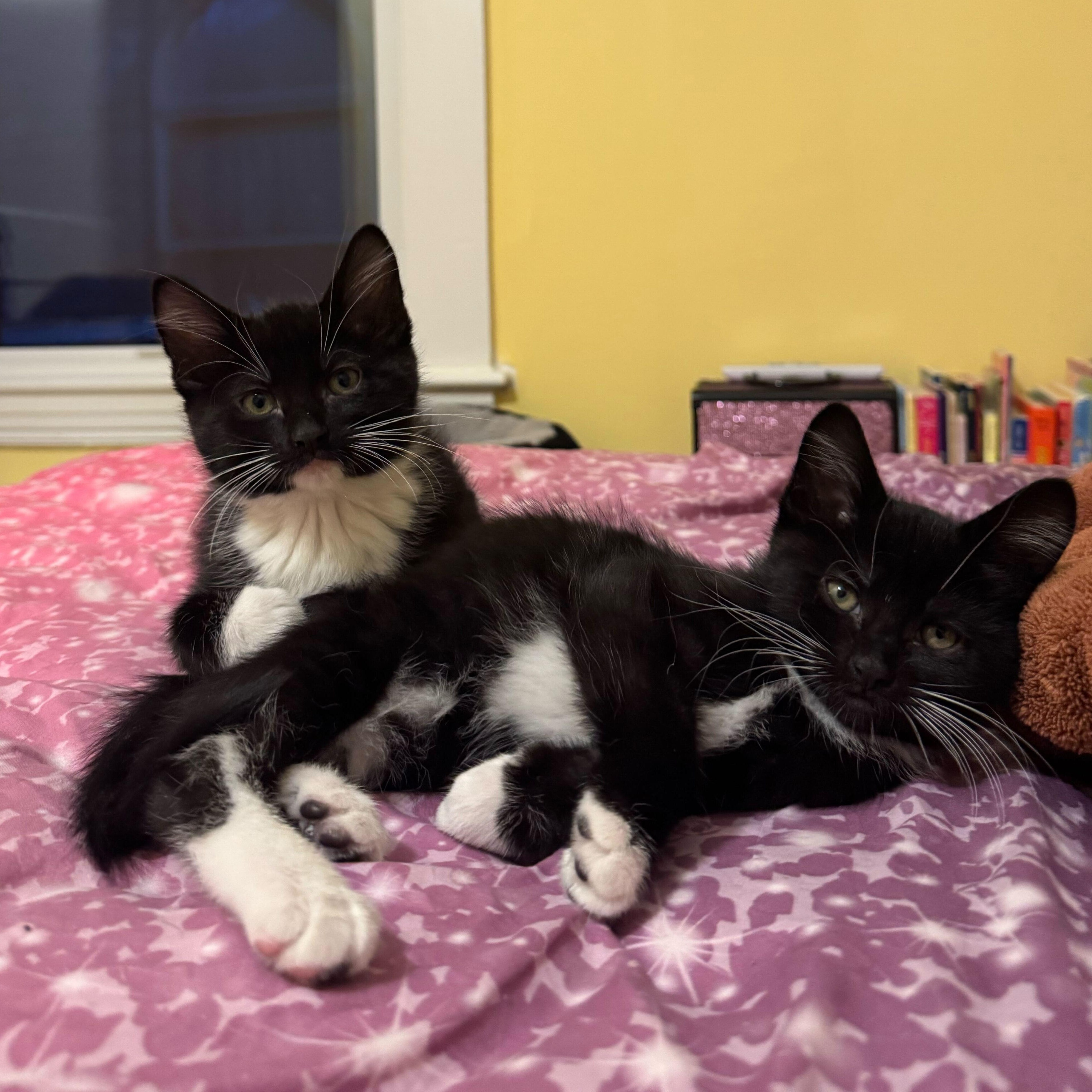 Dancer, Prancer, Comet, & Cupid, a ADOPTABLE Domestic Short Hair in Waltham, MA image 2/6