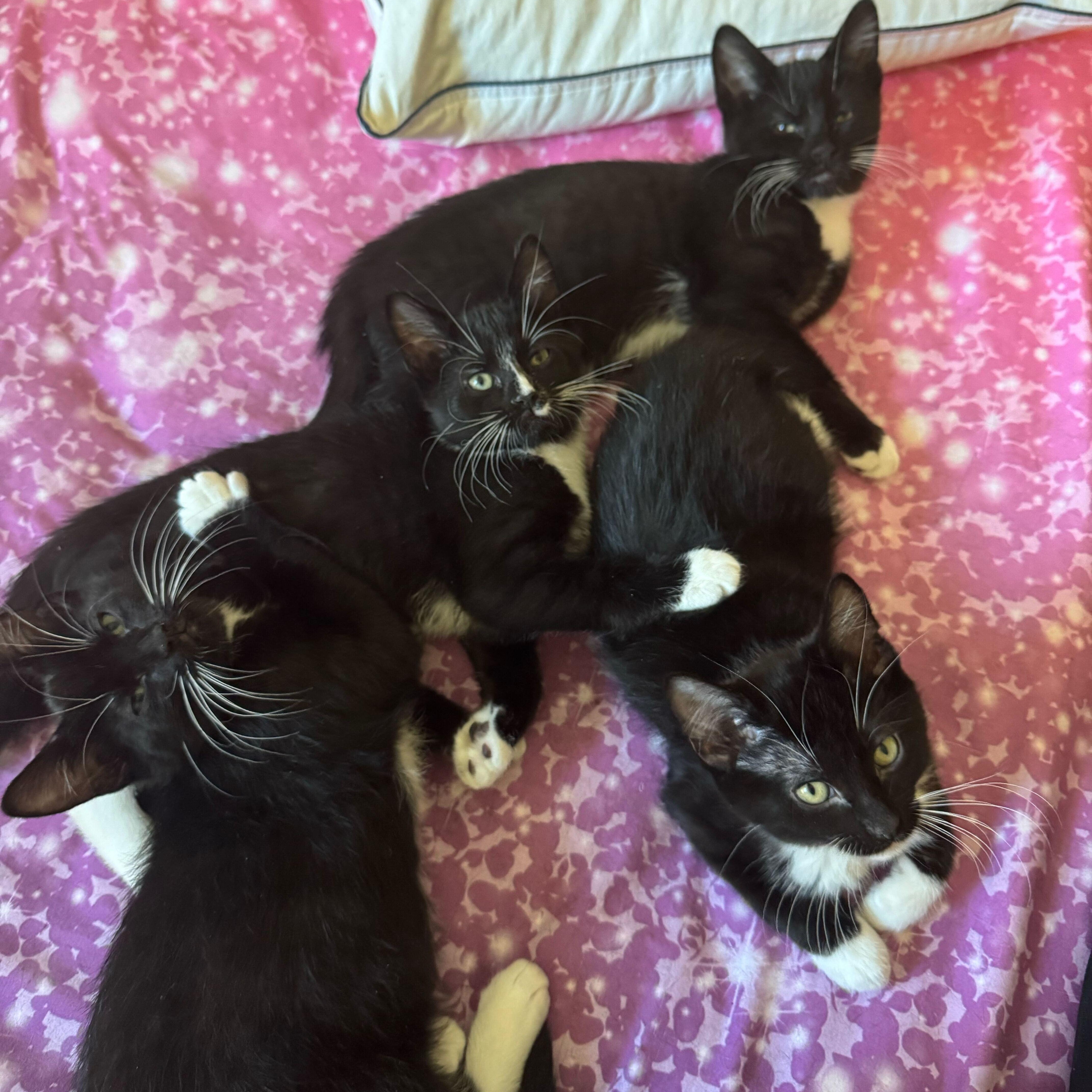 Dancer, Prancer, Comet, & Cupid, a ADOPTABLE Domestic Short Hair in Waltham, MA image 6/6