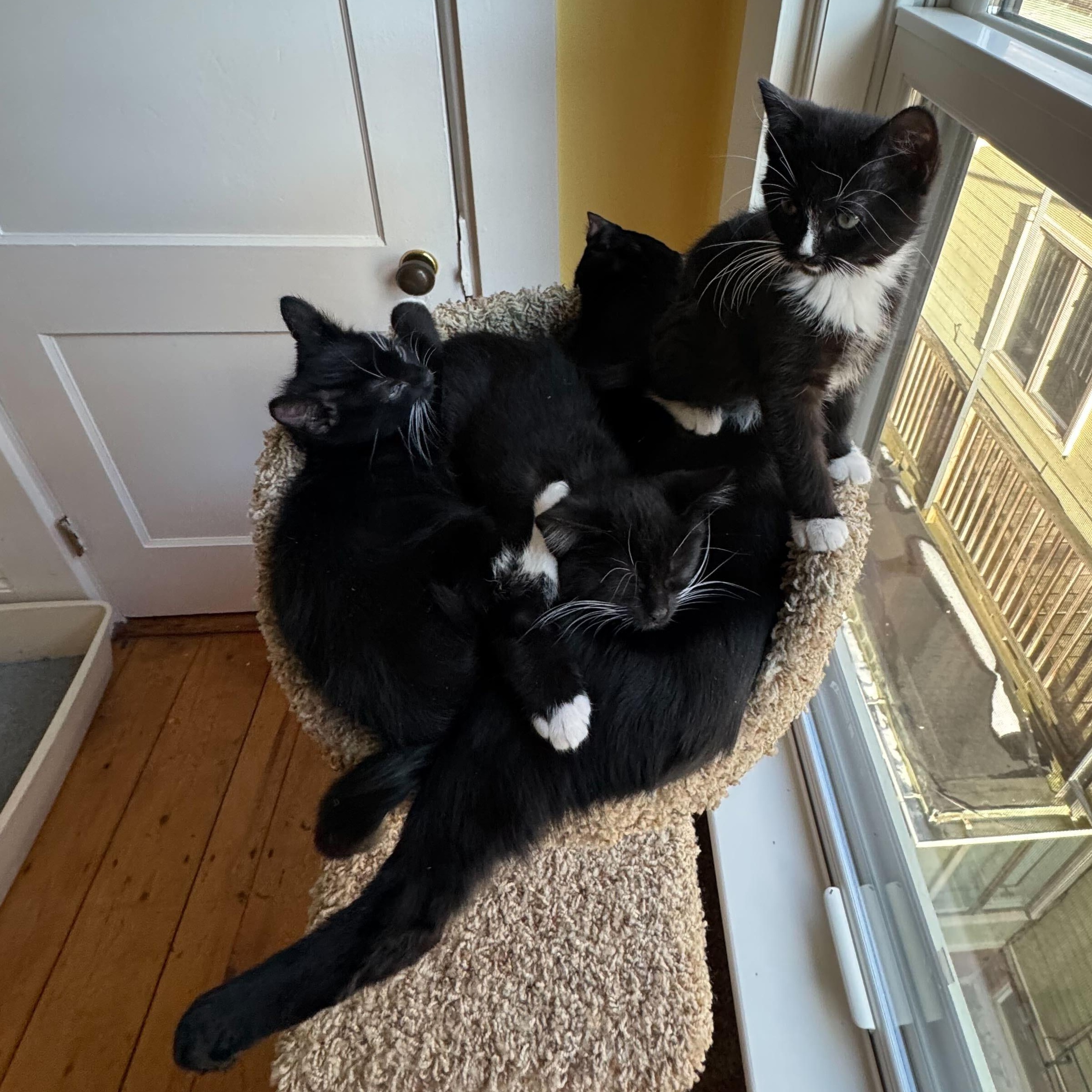 Dancer, Prancer, Comet, & Cupid, a ADOPTABLE Domestic Short Hair in Waltham, MA image 4/6