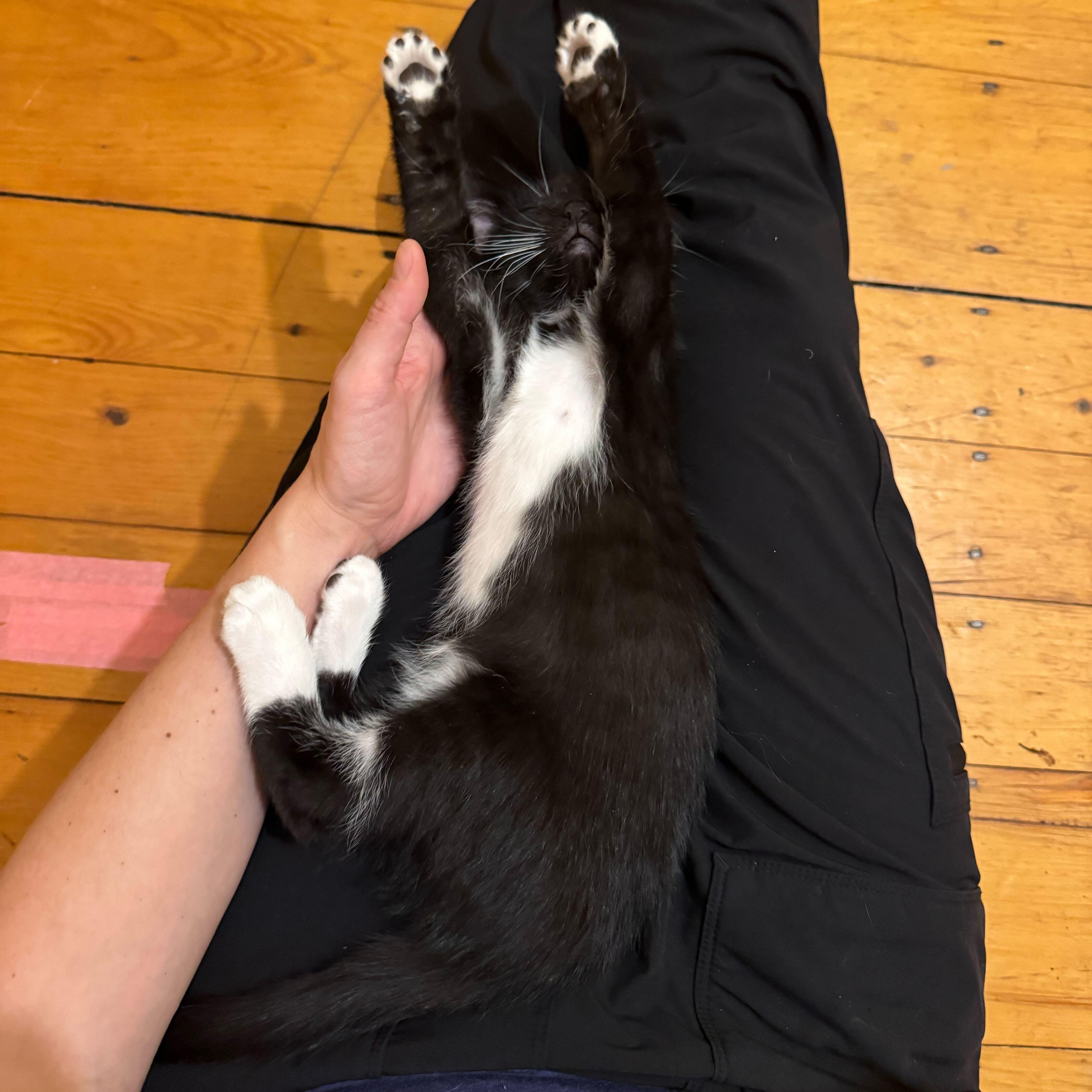 Dancer, Prancer, Comet, & Cupid, a ADOPTABLE Domestic Short Hair in Waltham, MA image 3/6