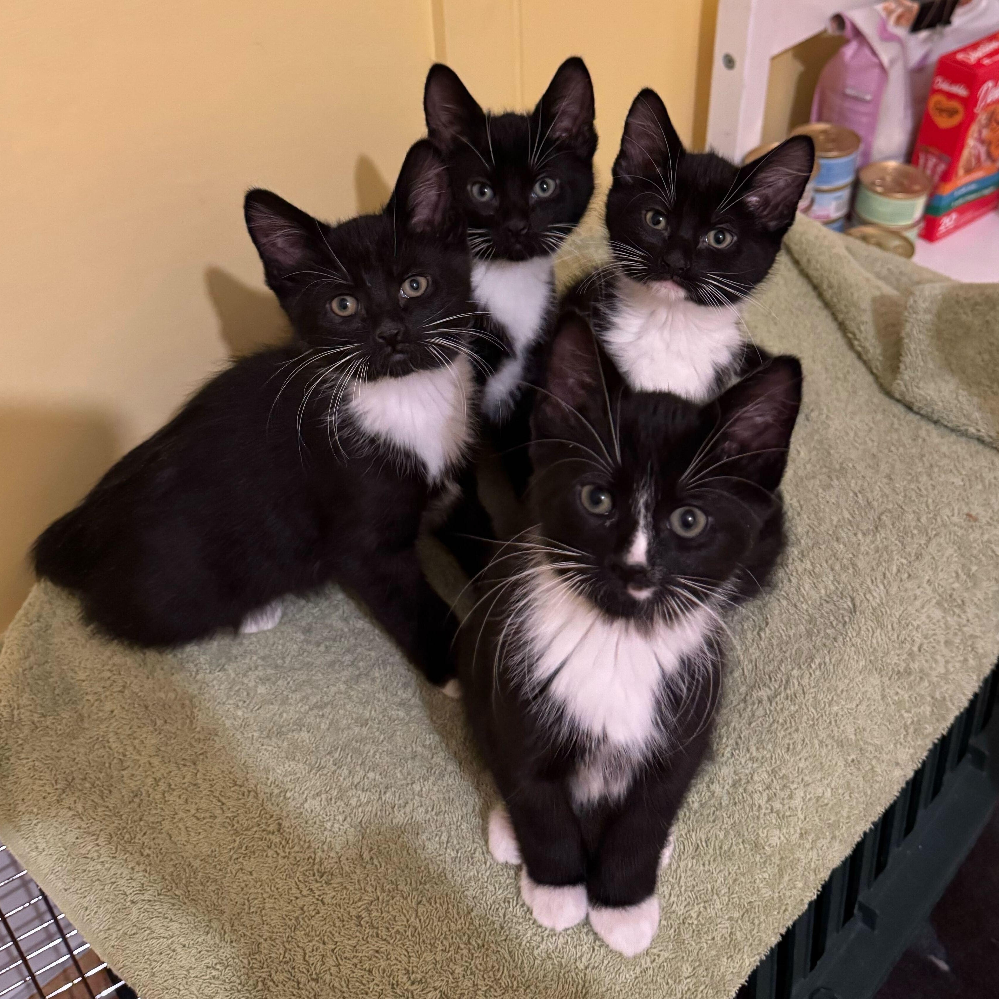 Dancer, Prancer, Comet, & Cupid, ADOPTABLE, Kitten Male Domestic Short Hair.