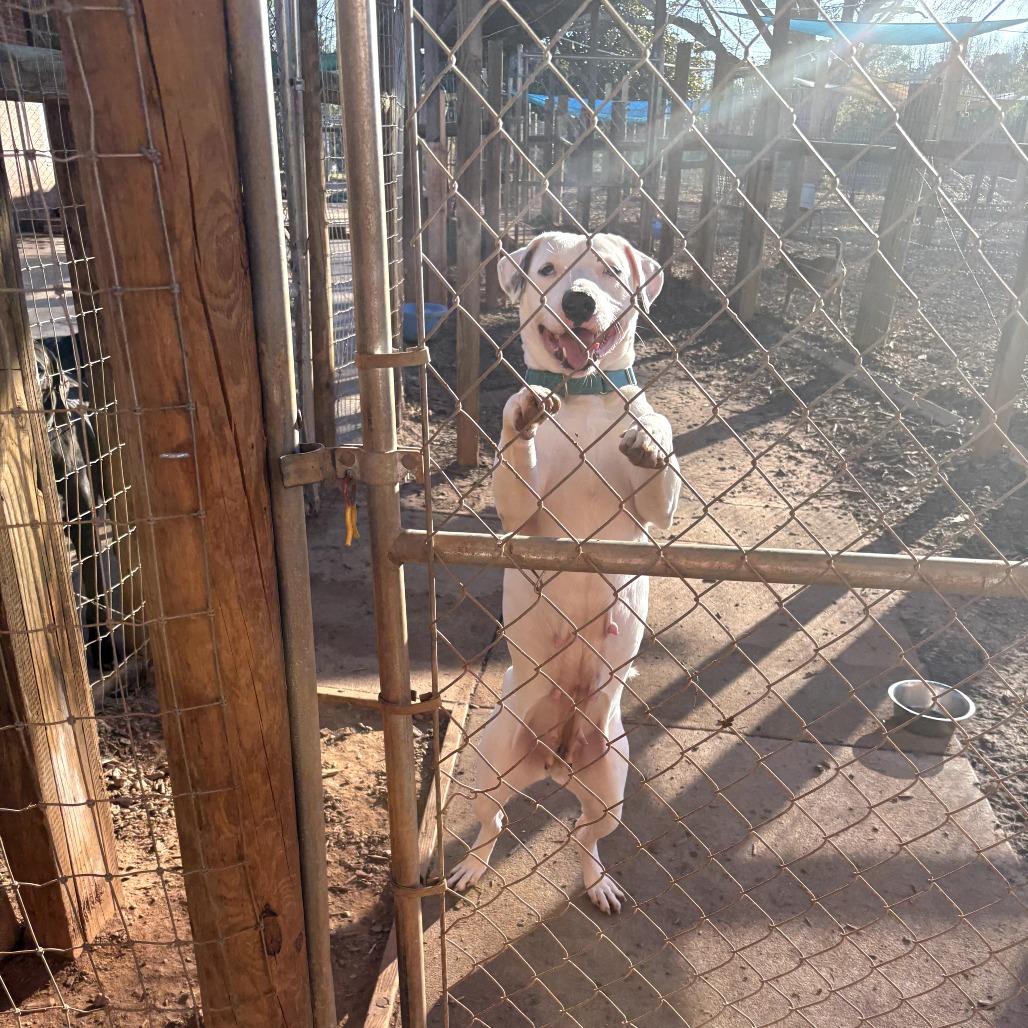 Enlarge Sugar, a Adoptable mixed breed in Peachtree City, GA image 1/4