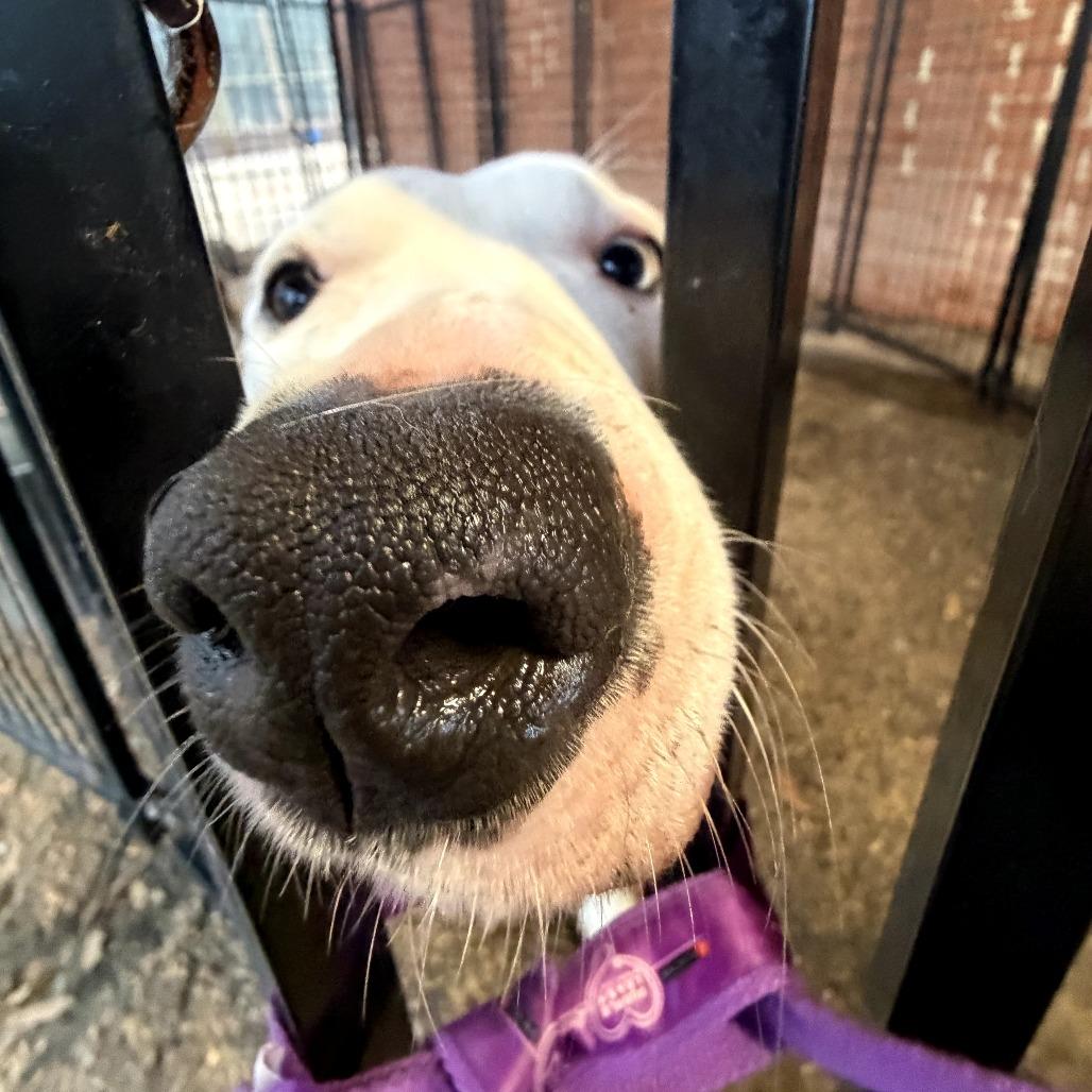 Enlarge Sugar, a Adoptable mixed breed in Peachtree City, GA image 2/4