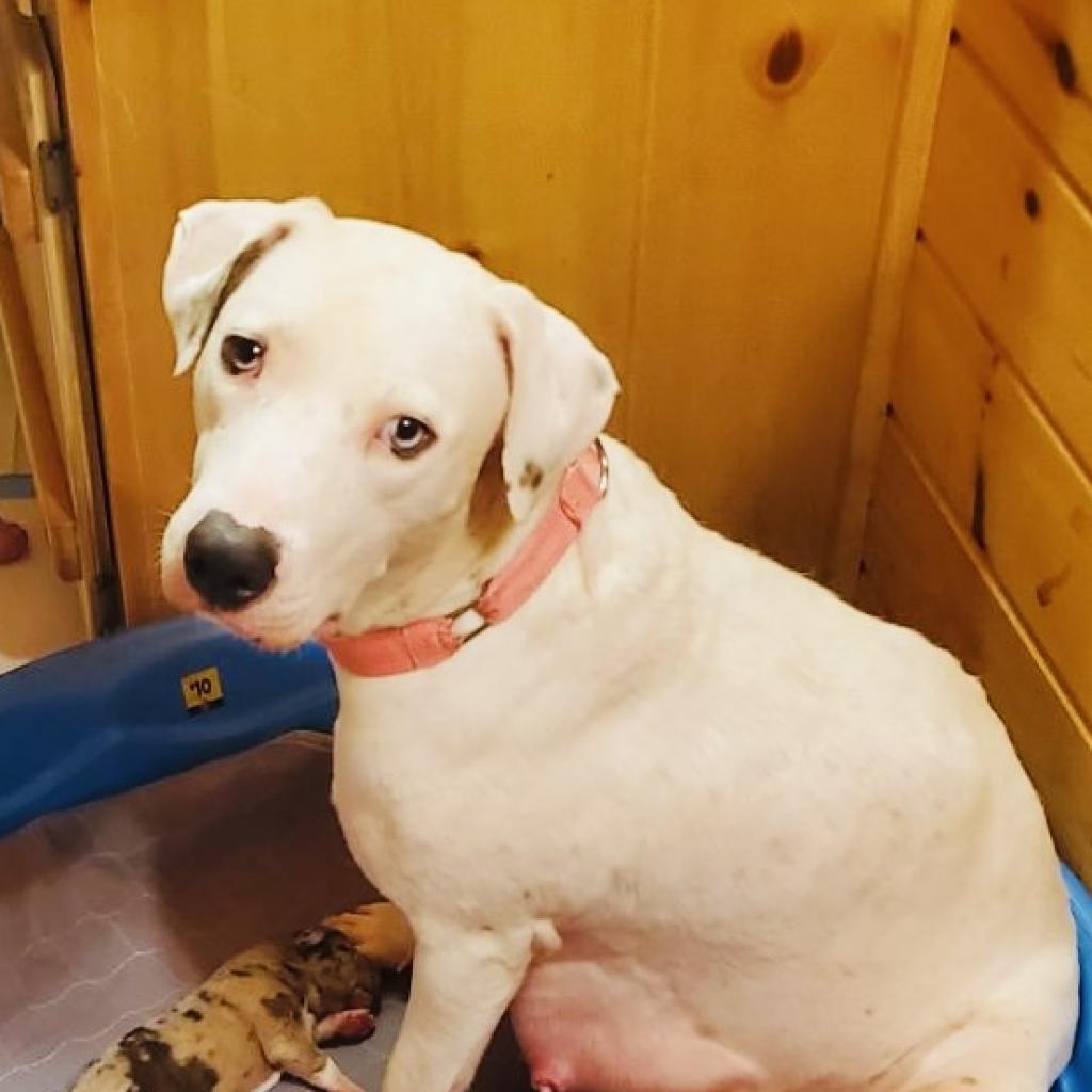 Enlarge Sugar, a Adoptable mixed breed in Peachtree City, GA image 1/1