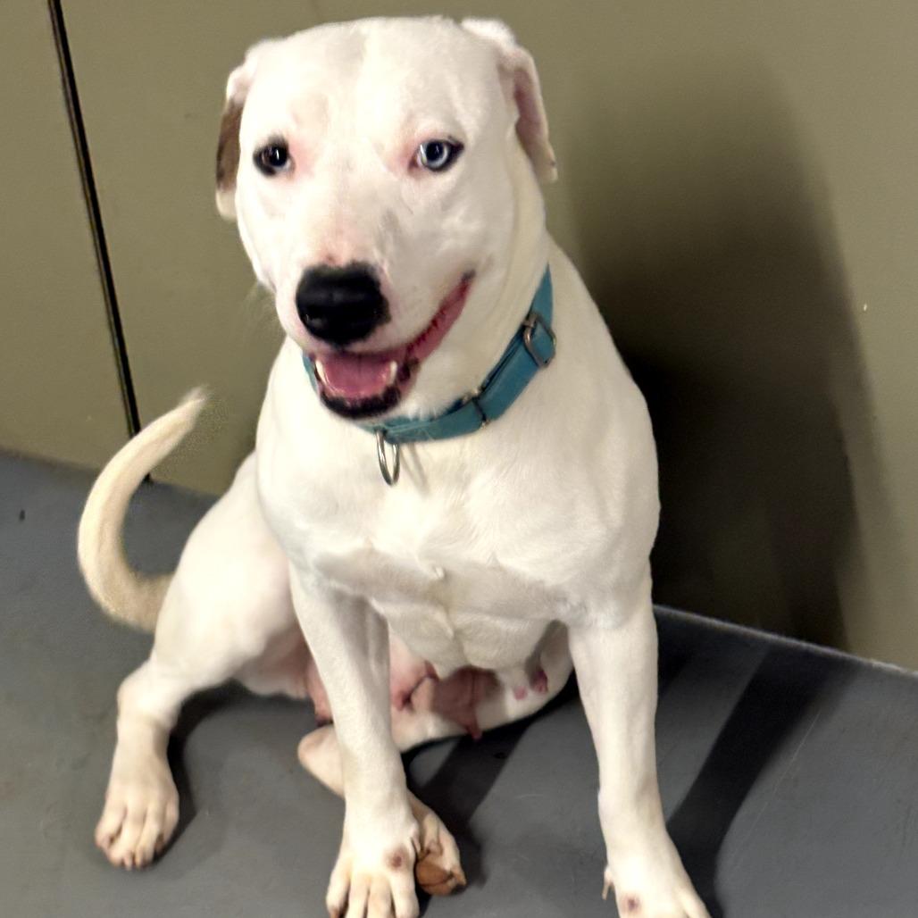 Enlarge Sugar, a Adoptable mixed breed in Peachtree City, GA image 4/4