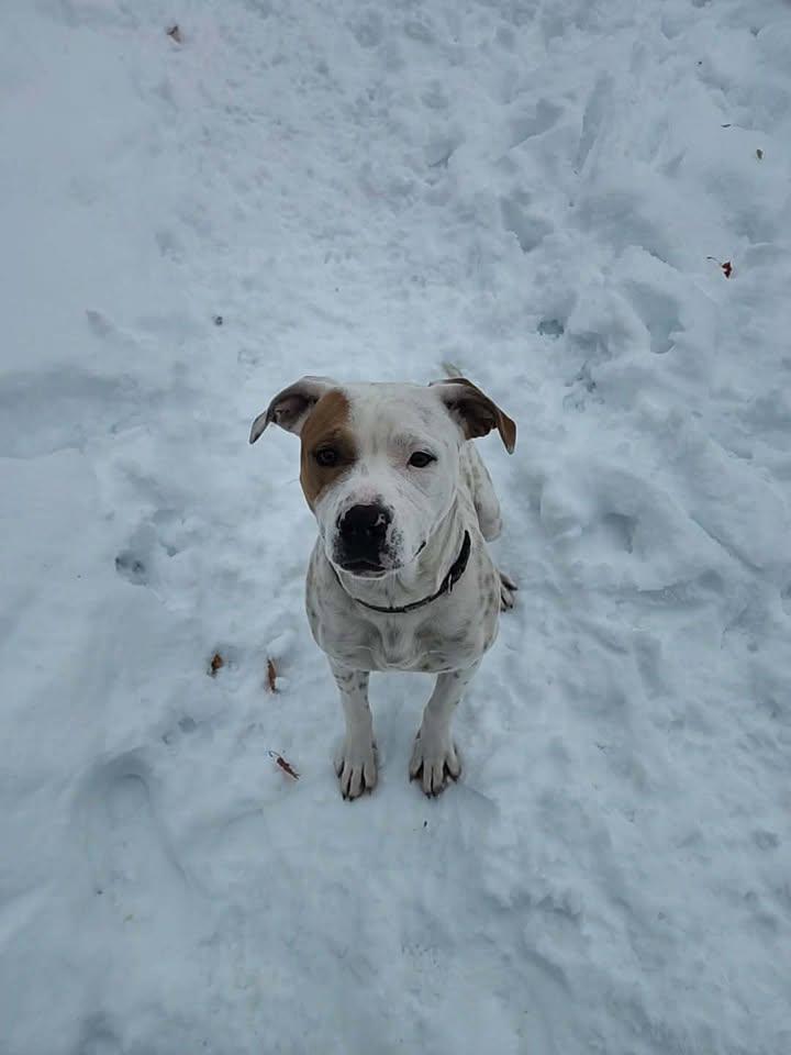 Enlarge ALLEY, a ADOPTABLE American Bully in Reed City, MI image 3/3
