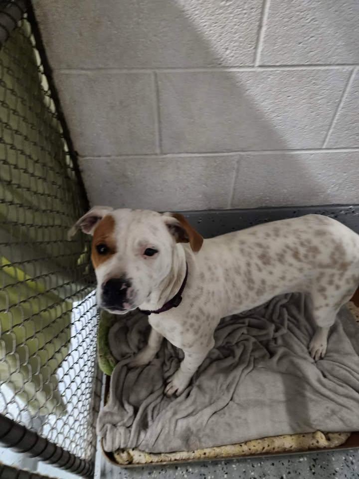 ALLEY, ADOPTABLE, Young Female American Bully.