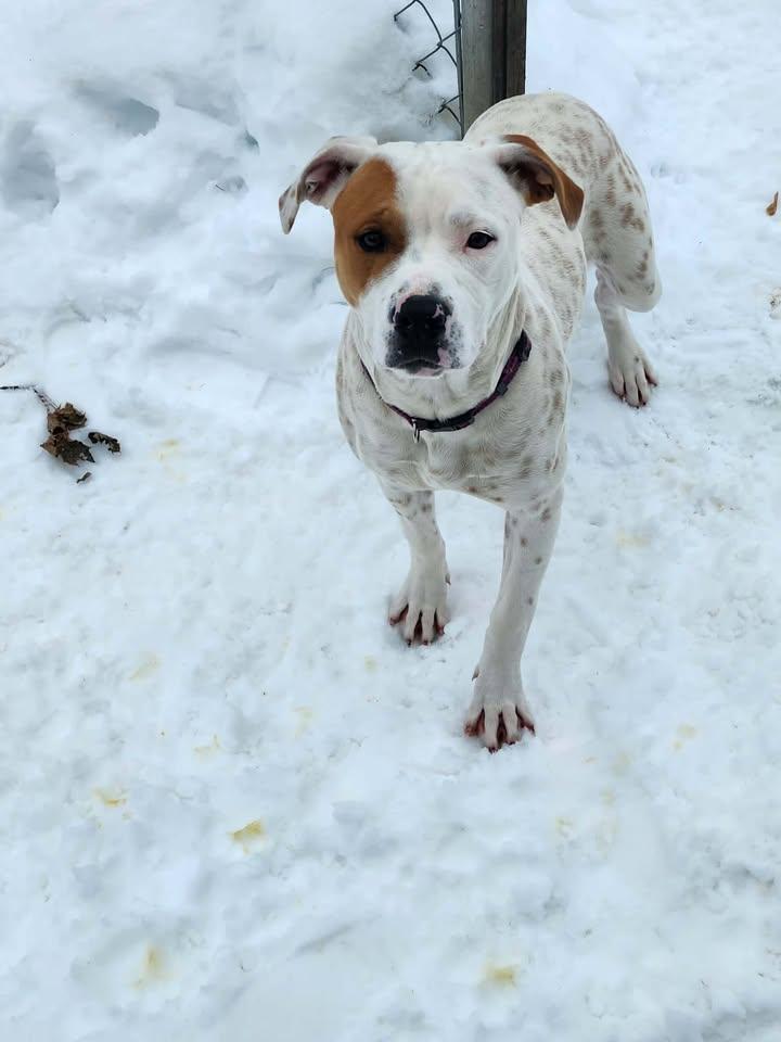 Enlarge ALLEY, a ADOPTABLE American Bully in Reed City, MI image 2/3