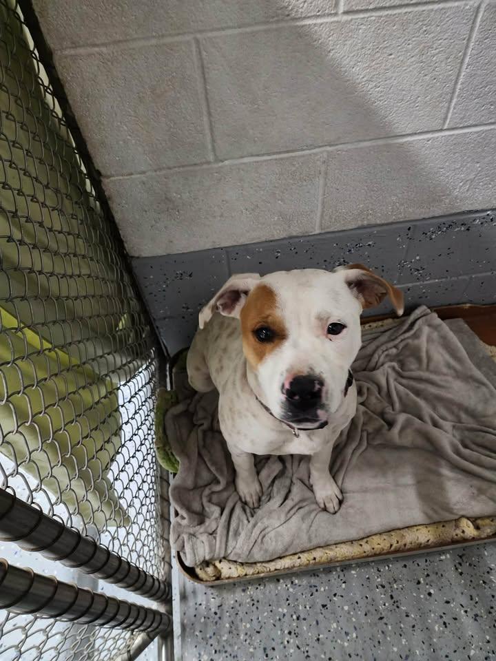 Enlarge ALLEY, a ADOPTABLE American Bully in Reed City, MI image 2/2