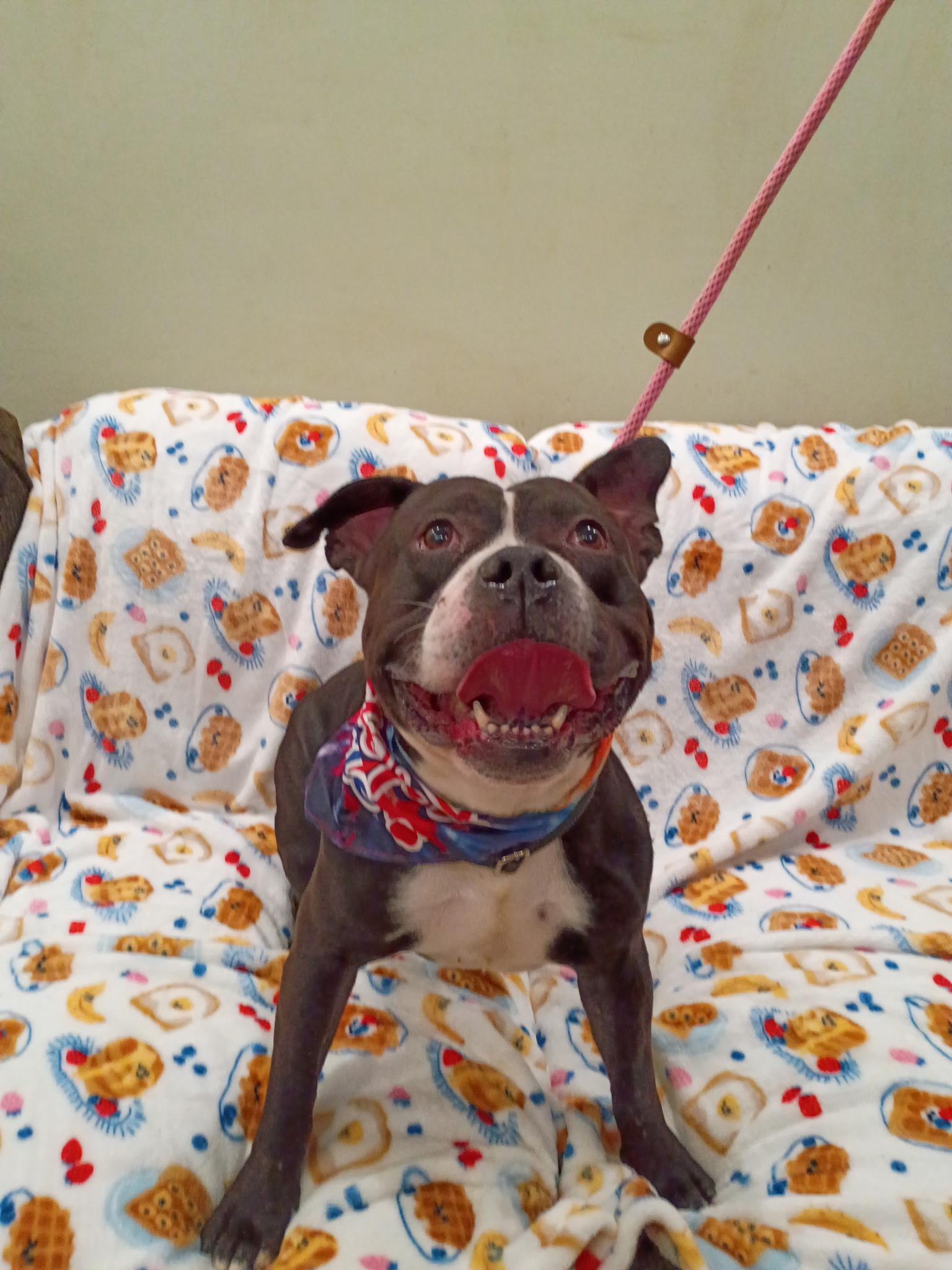 Otis, adopted, Adult Male American Bully.