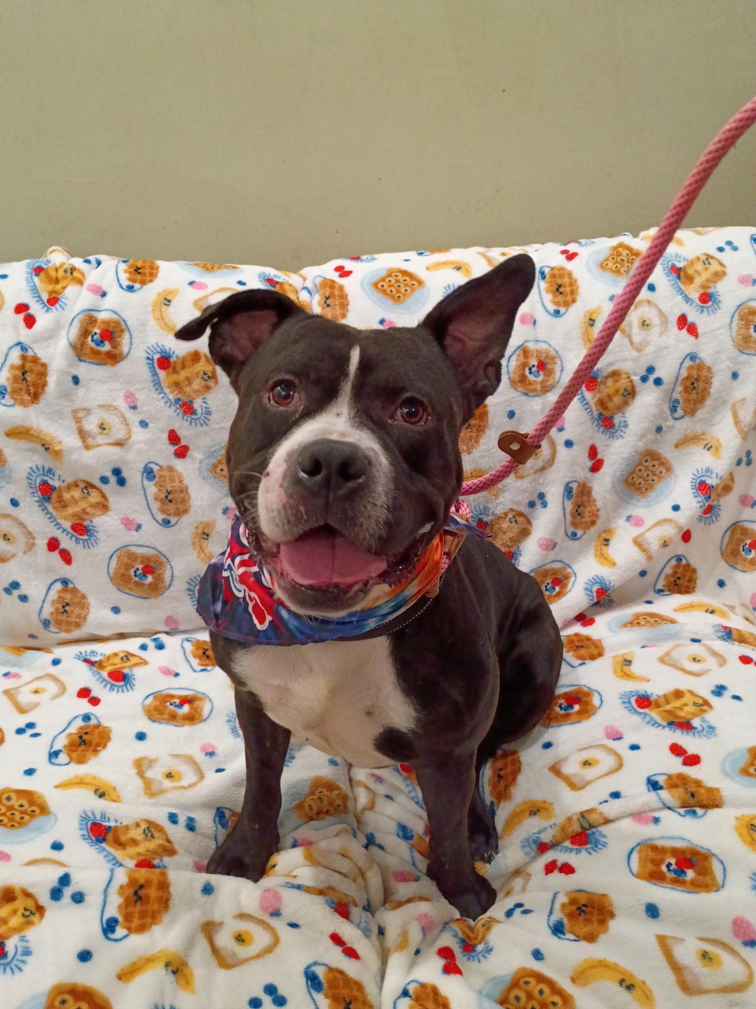 Otis, an adopted mixed breed in Frazier Park, CA image 2/3