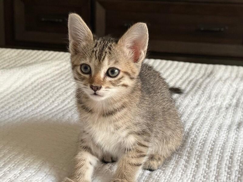 Cheddar - Cheese Litter, Adoptable, Kitten Female Tabby.