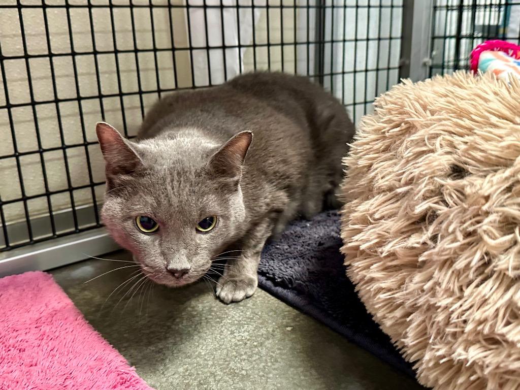 Kubert, Adoptable, Senior Male Domestic Short Hair.