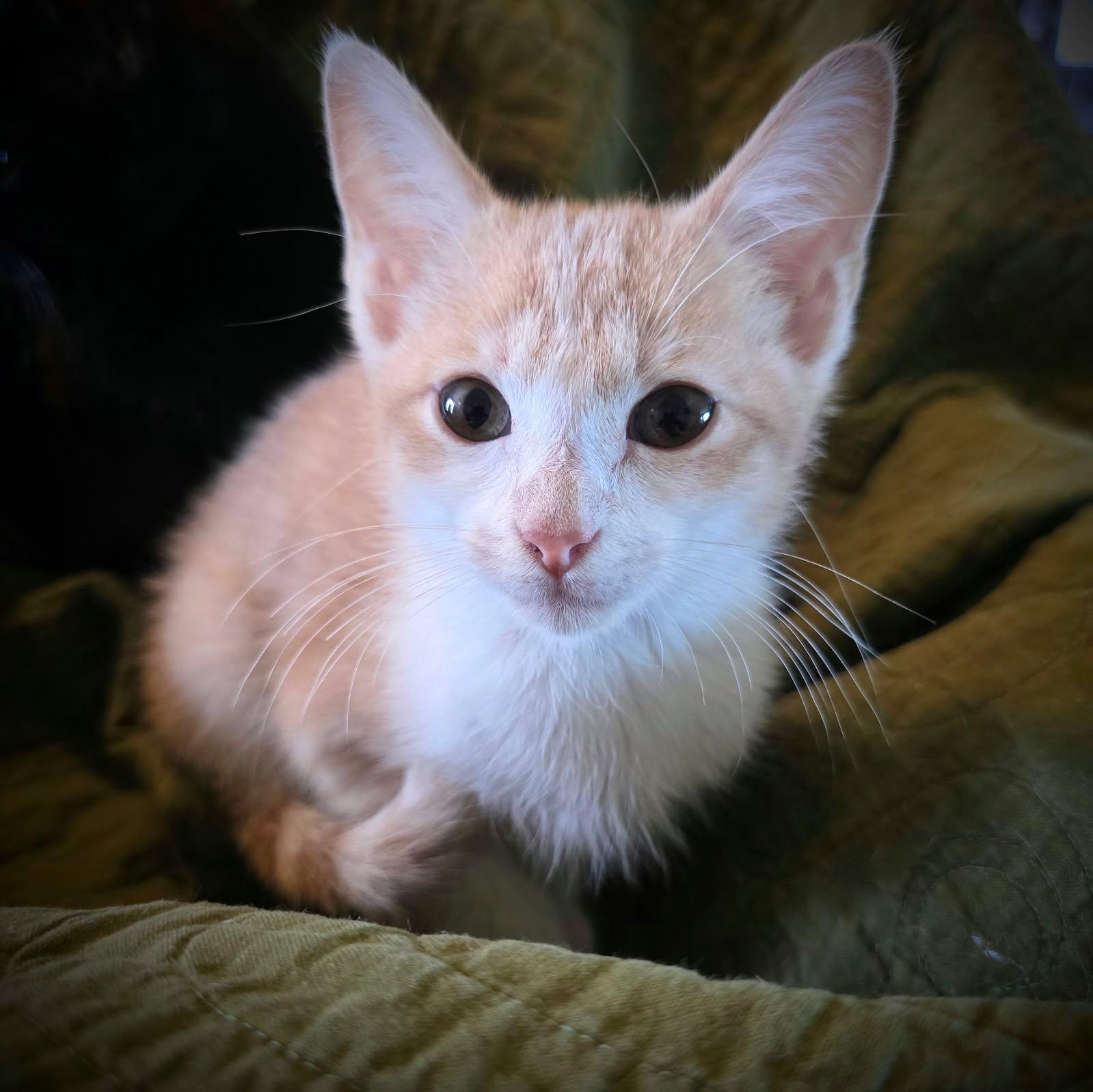 Cheddar (Petsense - Perry)