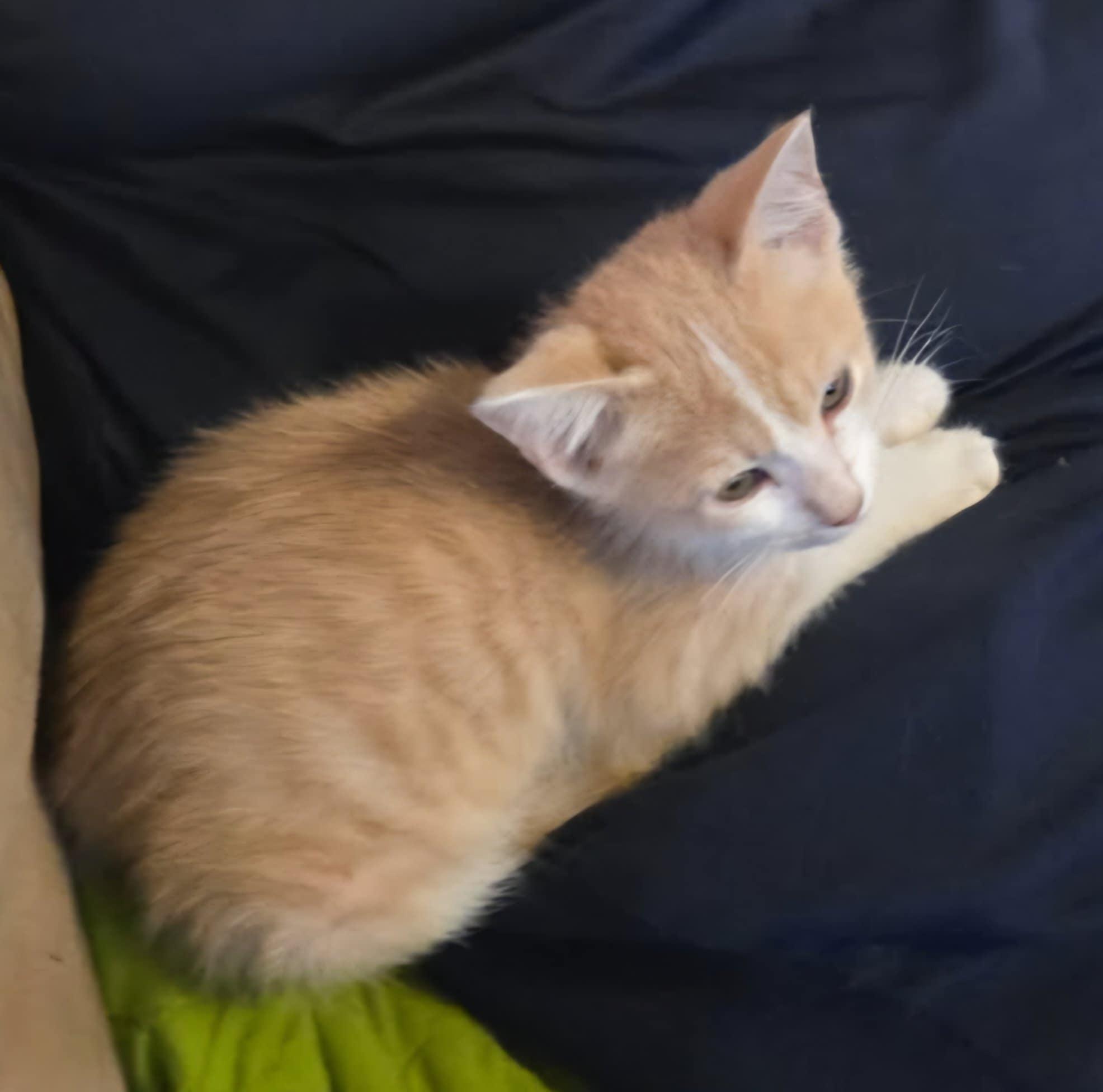 Cheddar (Petsense - Perry) photo 2