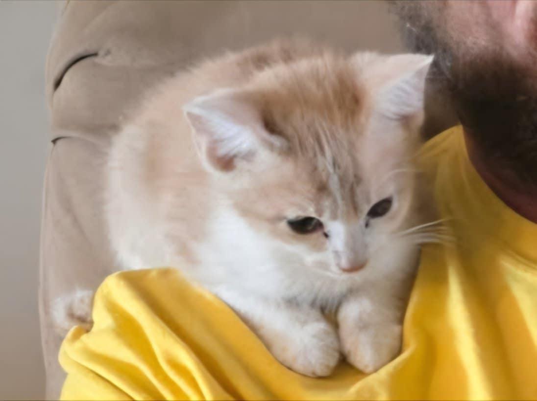 Cheddar (Petsense - Perry) photo 3