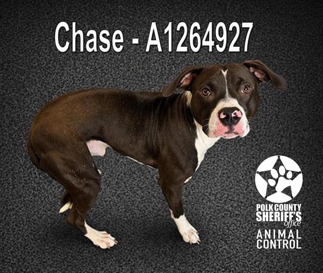 Enlarge CHASE, a Adoptable American Bulldog in Winter Haven, FL image 1/1