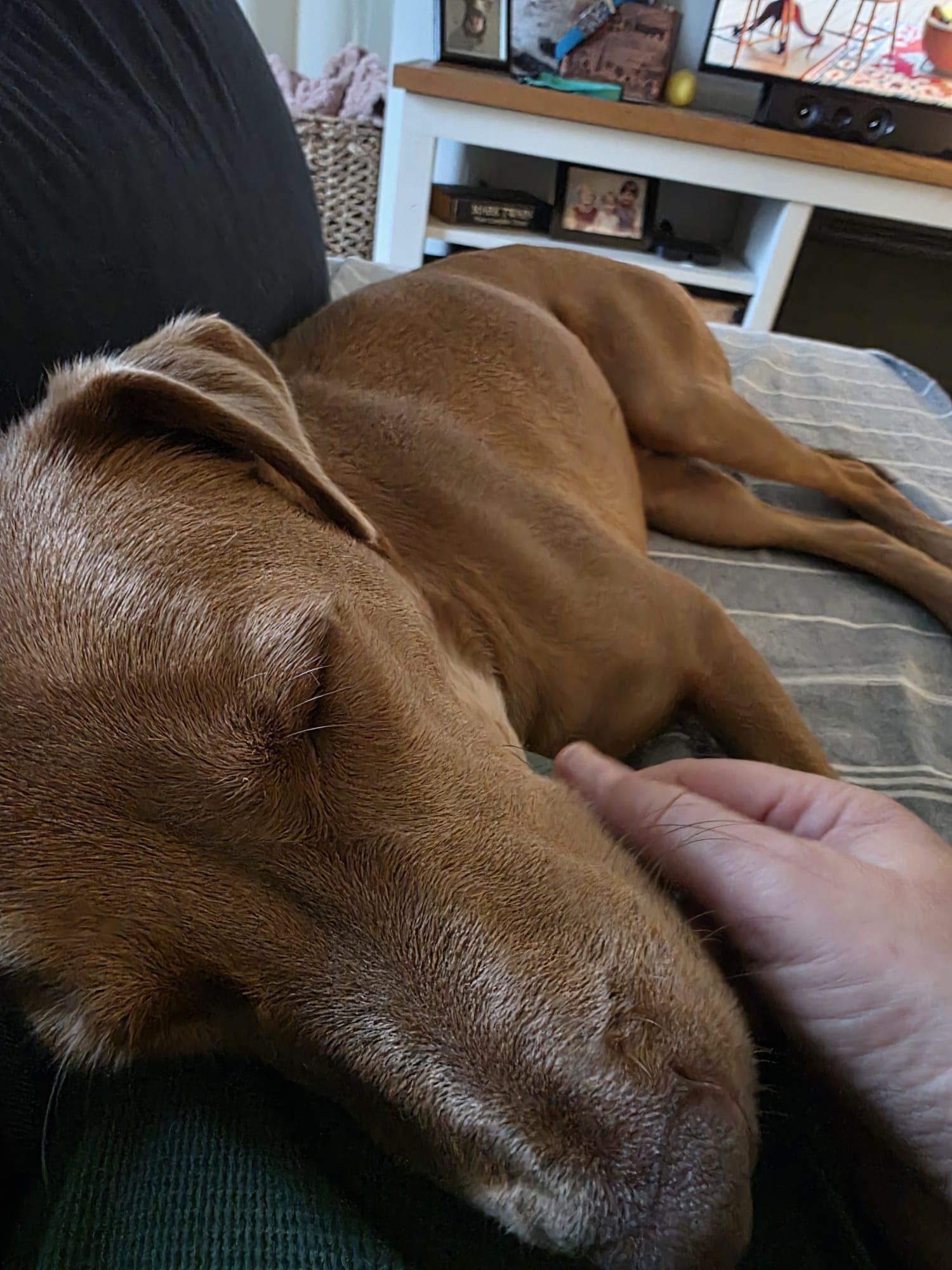 Enlarge Teddy, a ADOPTABLE Mixed Breed in North Vancouver, BC image 2/4