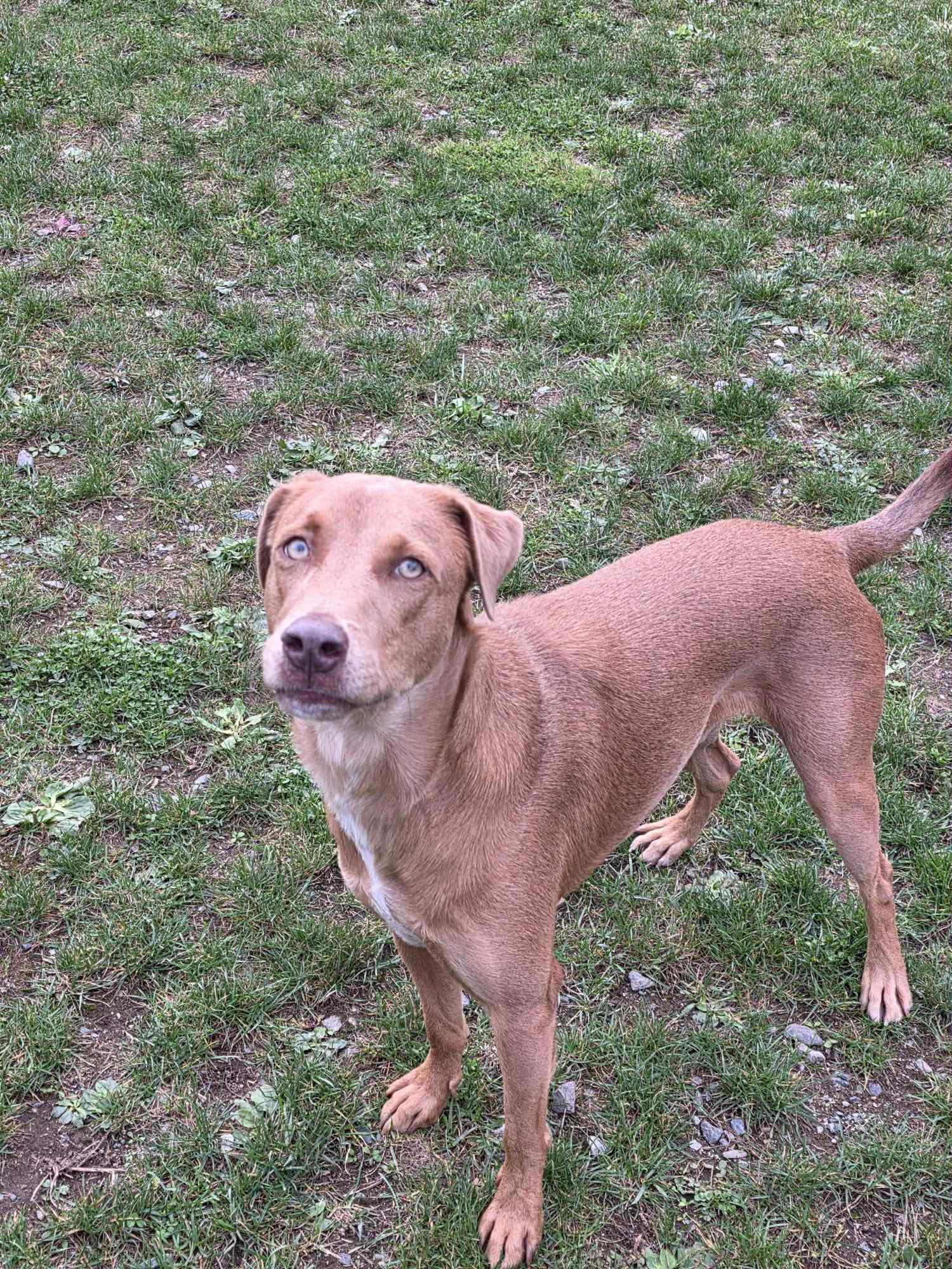 Teddy, ADOPTABLE, Young Male Mixed Breed.