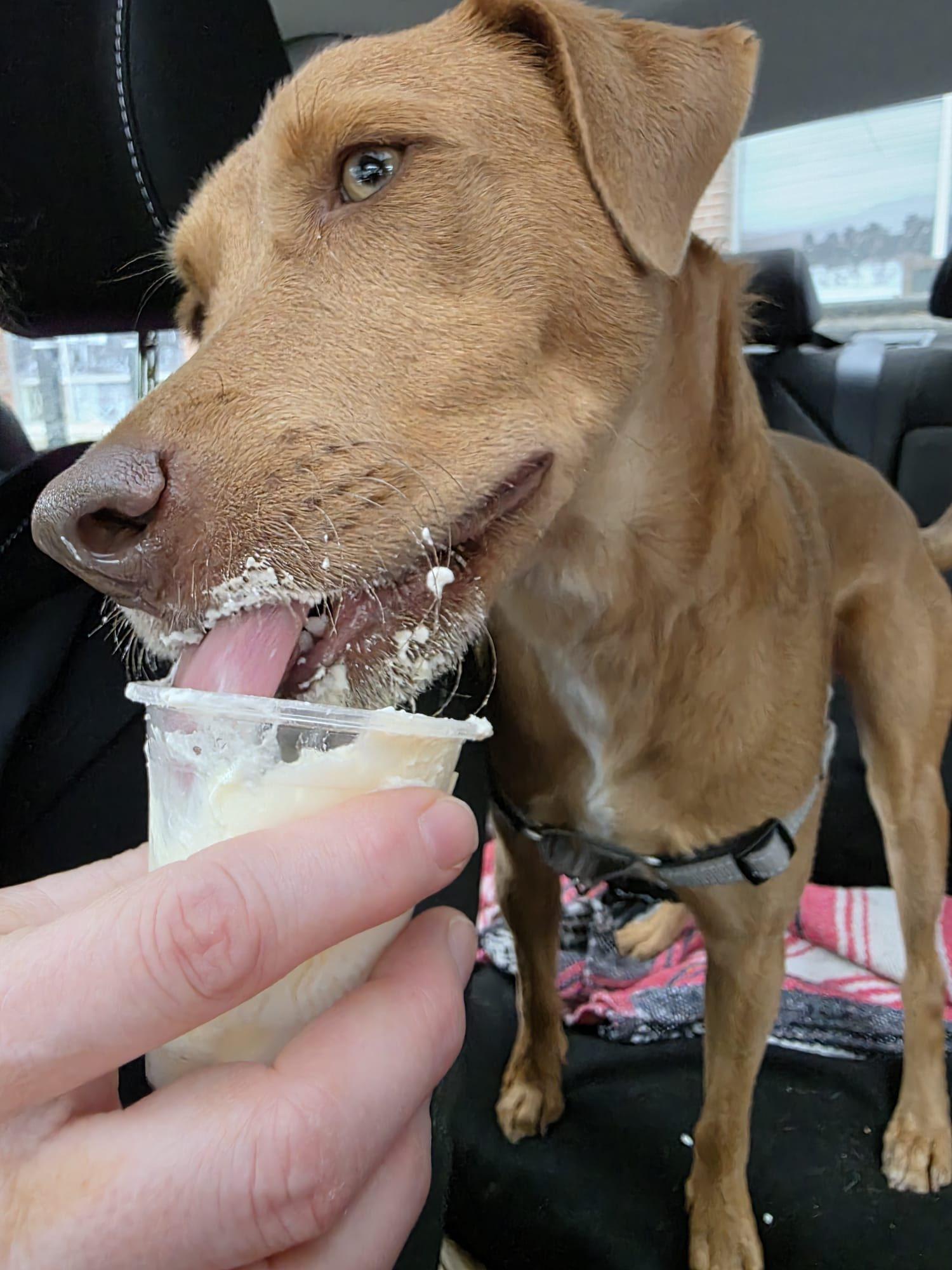 Enlarge Teddy, a ADOPTABLE Mixed Breed in North Vancouver, BC image 3/4