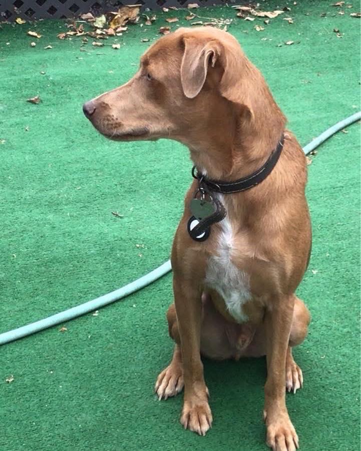 Enlarge Teddy, a ADOPTABLE Mixed Breed in North Vancouver, BC image 4/4