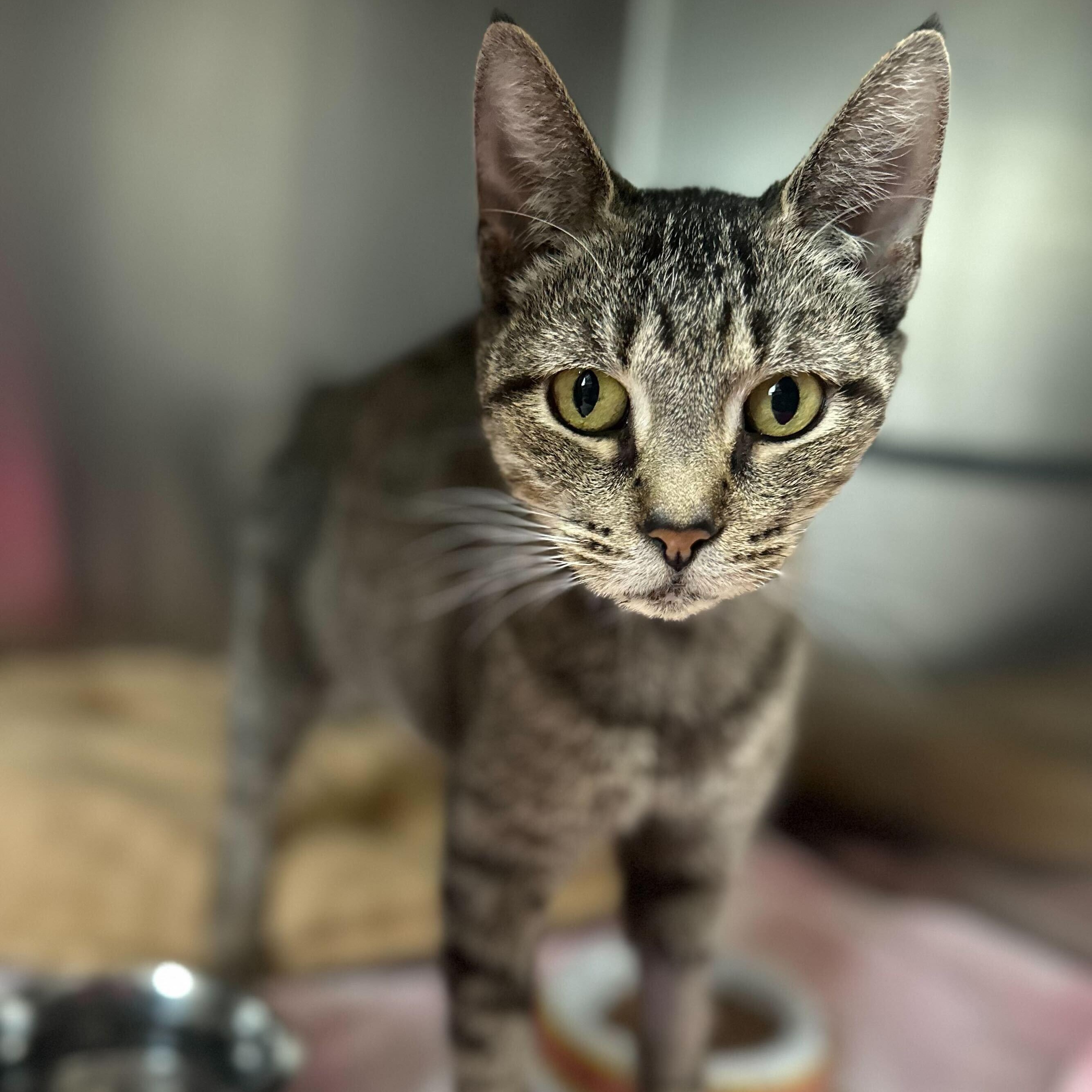 Trice, a Adoptable Tabby in Jackson, MI image 1/3