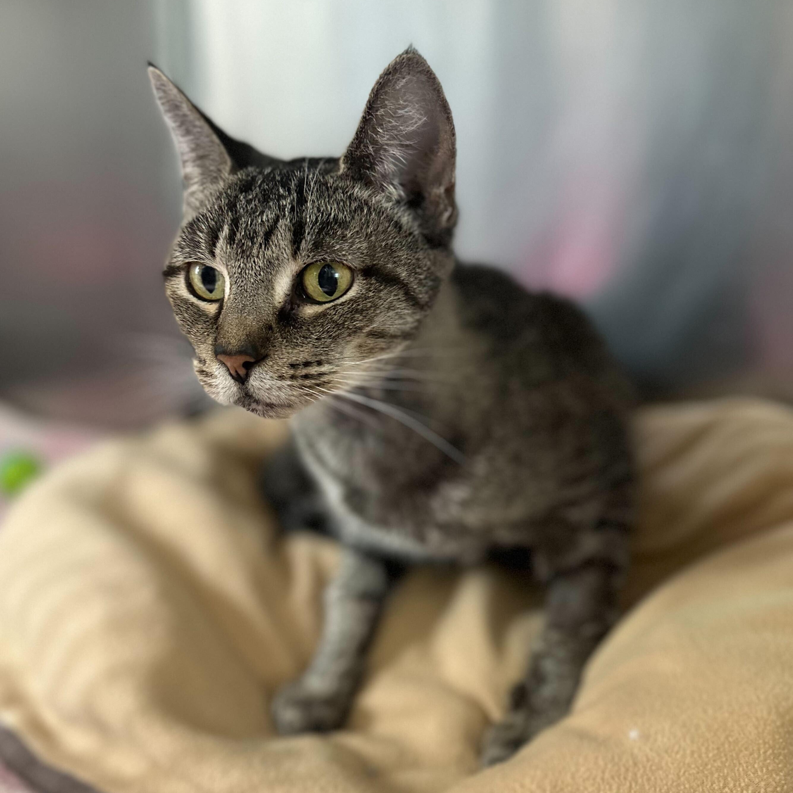 Trice, a Adoptable Tabby in Jackson, MI image 2/3