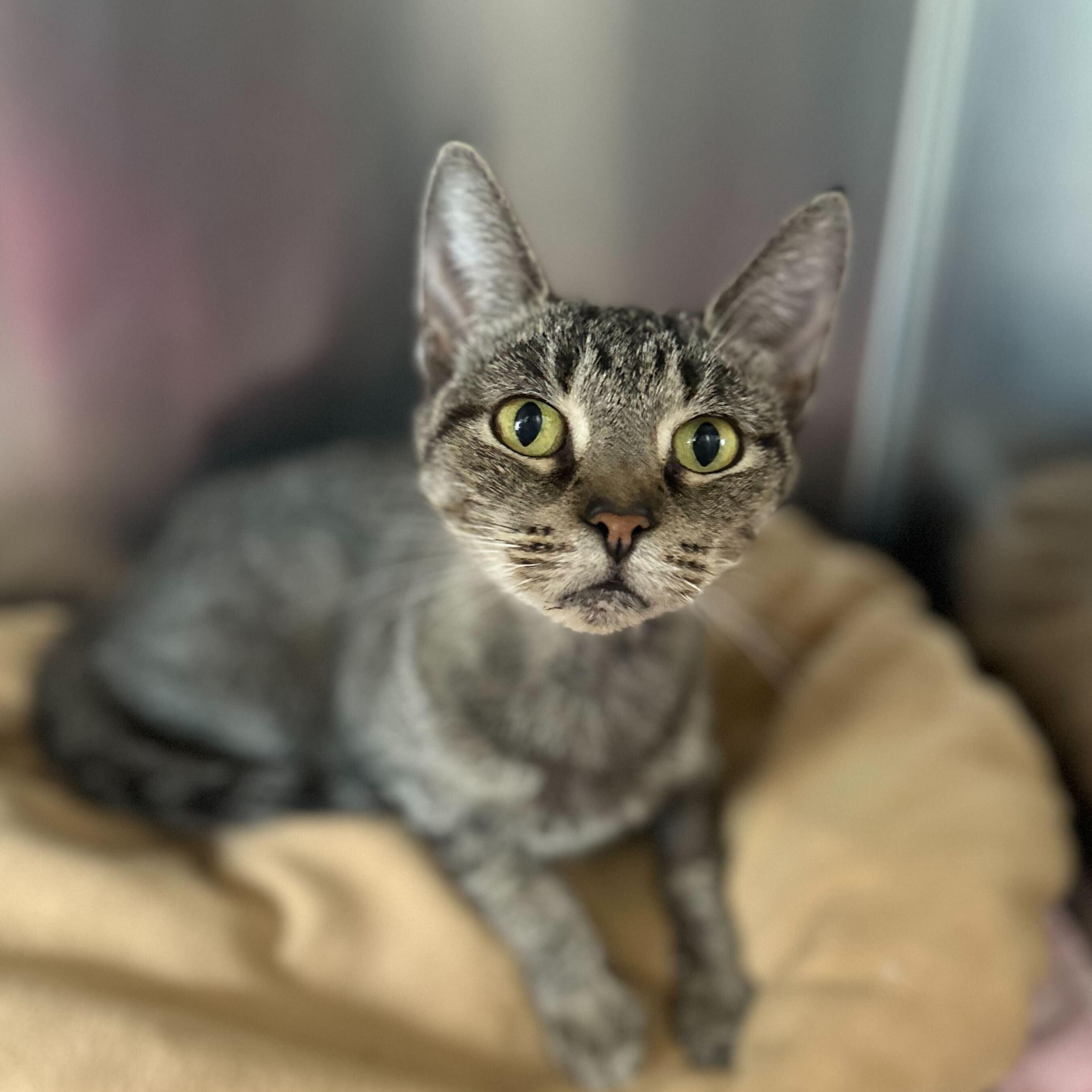 Trice, a Adoptable Tabby in Jackson, MI image 3/3