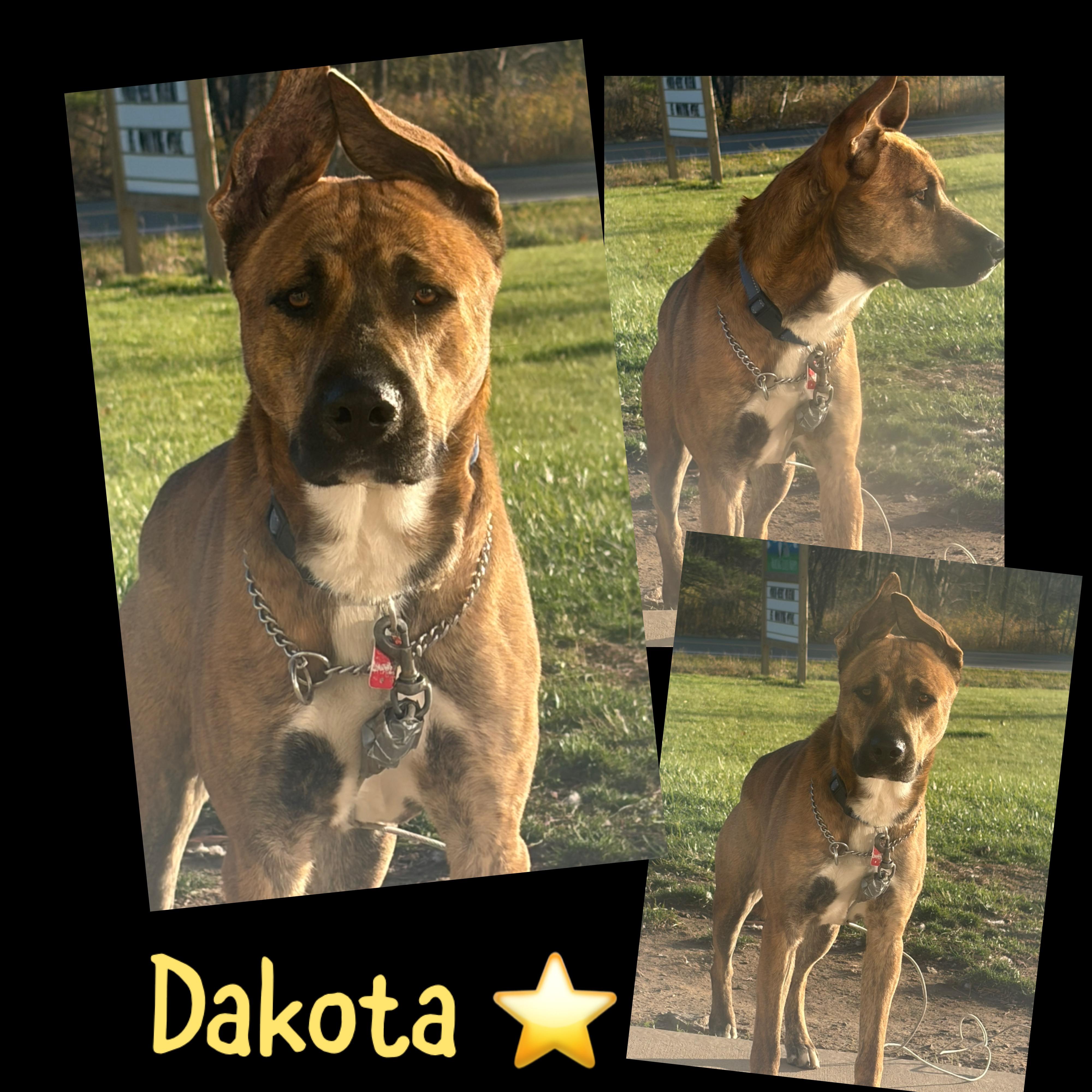 Dakota, ADOPTABLE, Young Male Shepherd.