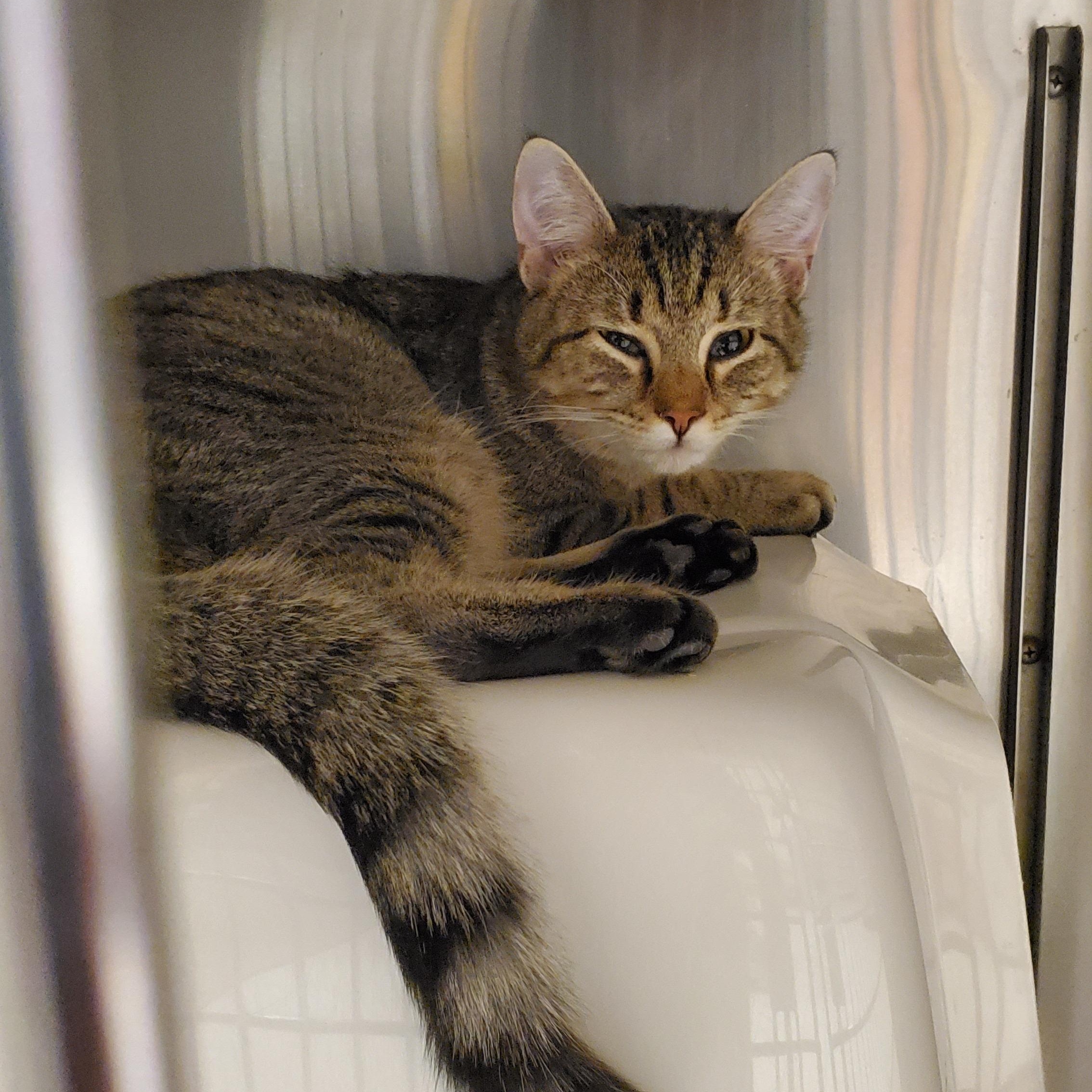 Enlarge Bambi, a ADOPTABLE Domestic Short Hair in Muncie, IN image 3/3