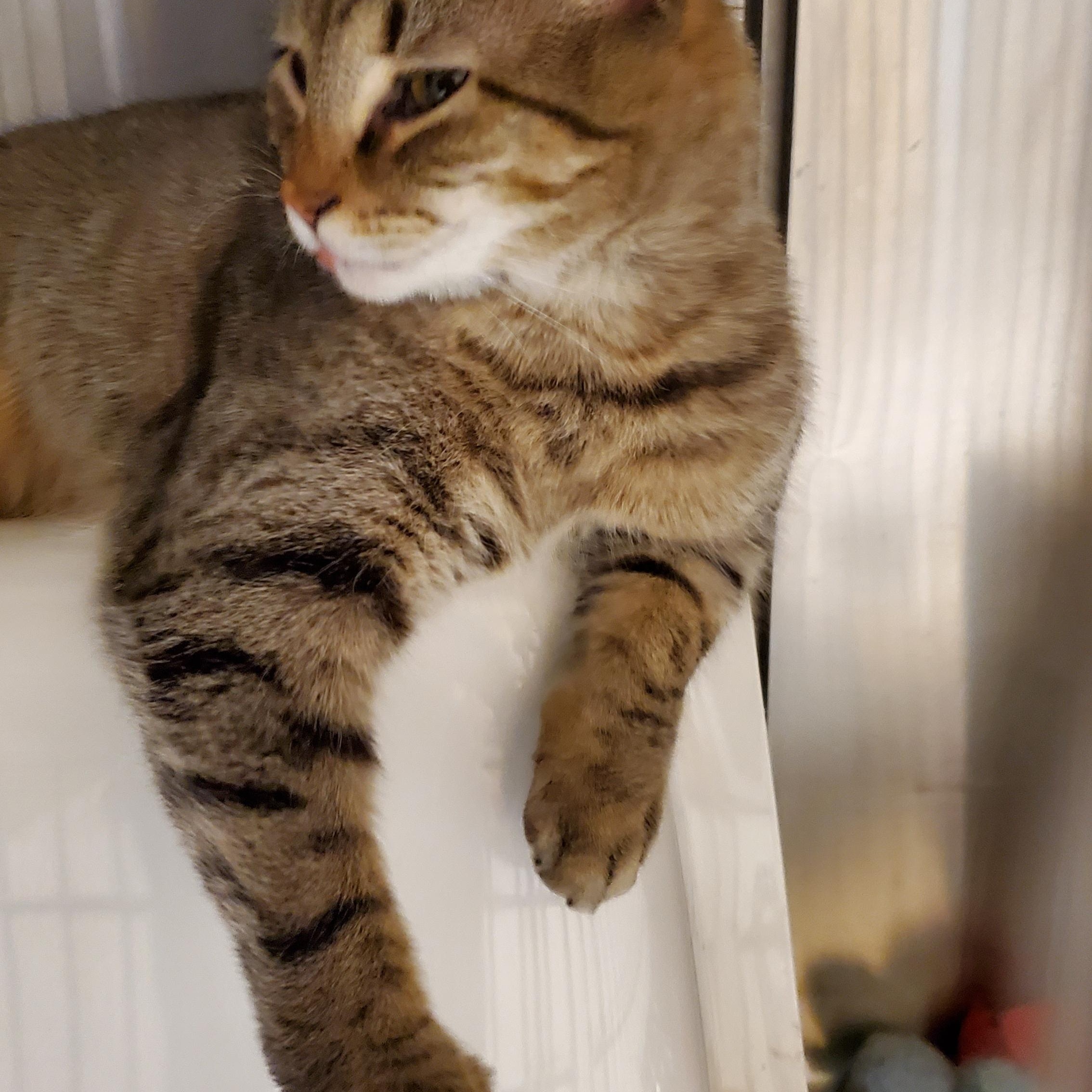 Enlarge Bambi, a ADOPTABLE Domestic Short Hair in Muncie, IN image 2/3