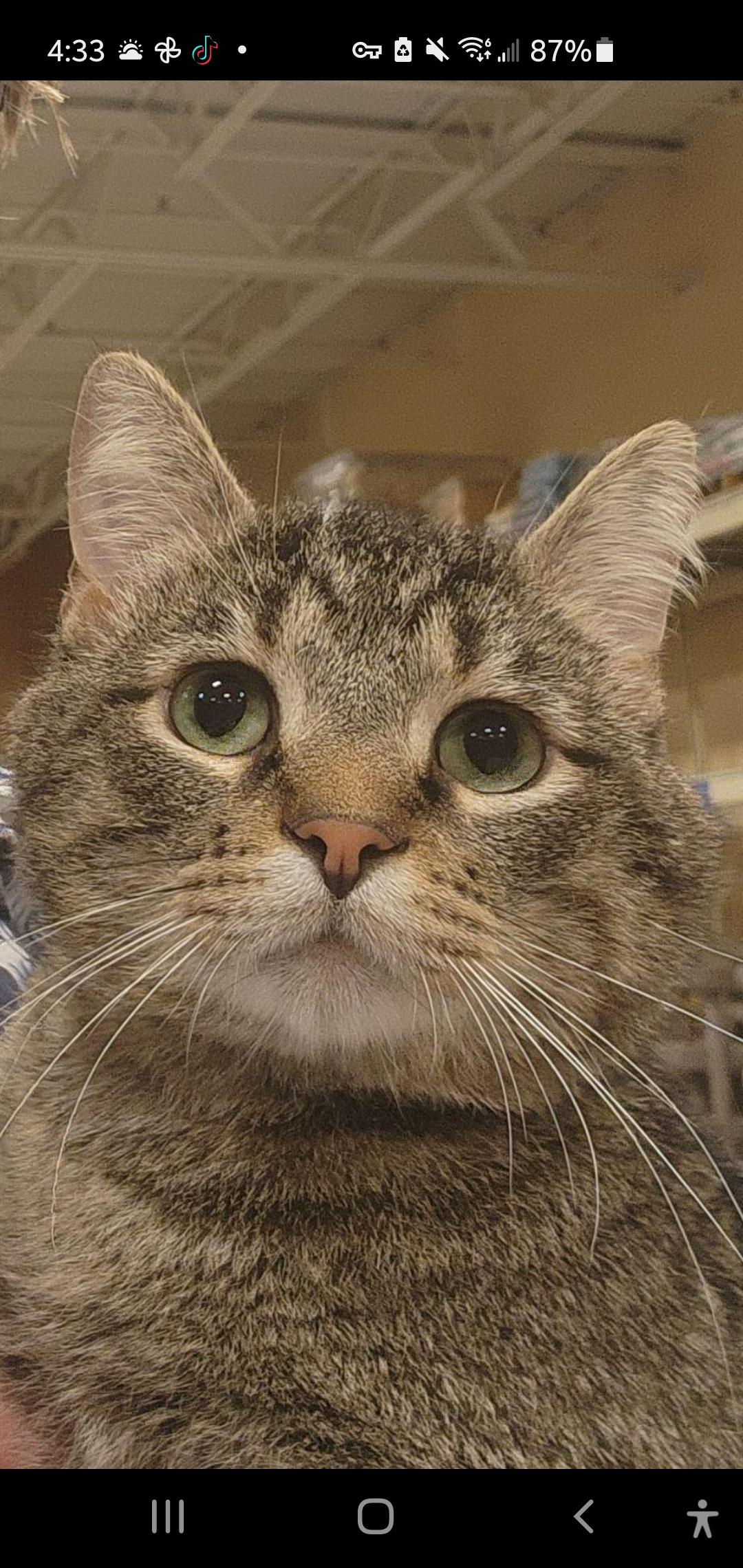 Enlarge Bambi, an adopted Domestic Short Hair in Muncie, IN image 1/4