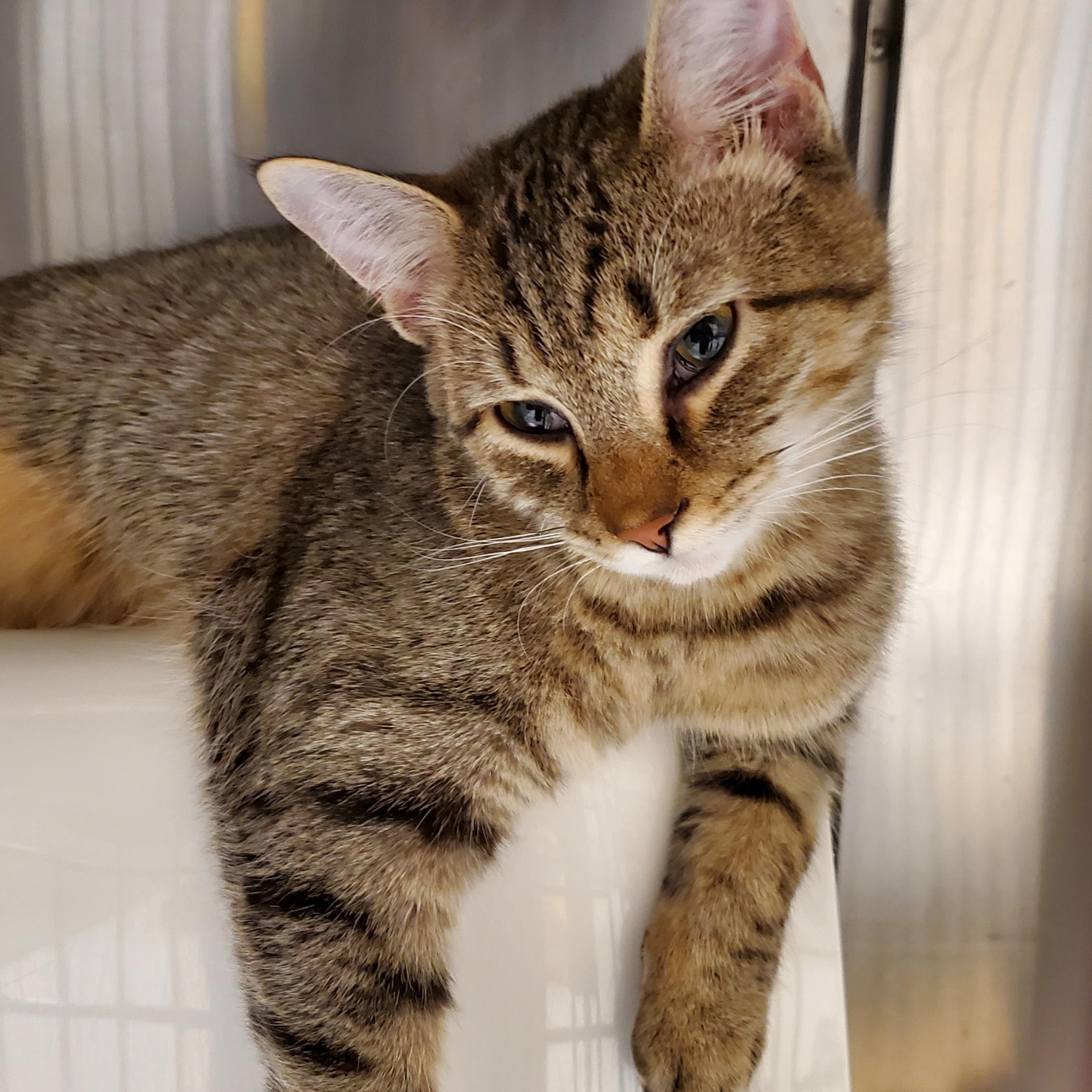 Enlarge Bambi, a ADOPTABLE Domestic Short Hair in Muncie, IN image 1/3