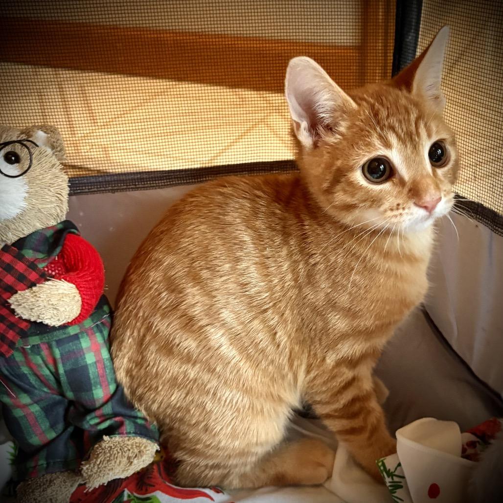 Calypso-Cal, Adoptable, Kitten Male Domestic Short Hair.