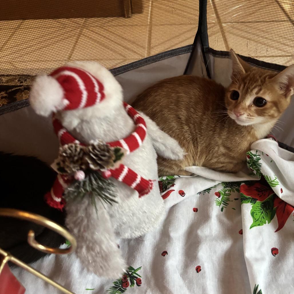 Enlarge Calypso-Cal, a Adoptable Domestic Short Hair in SLIPPERY ROCK, PA image 2/4