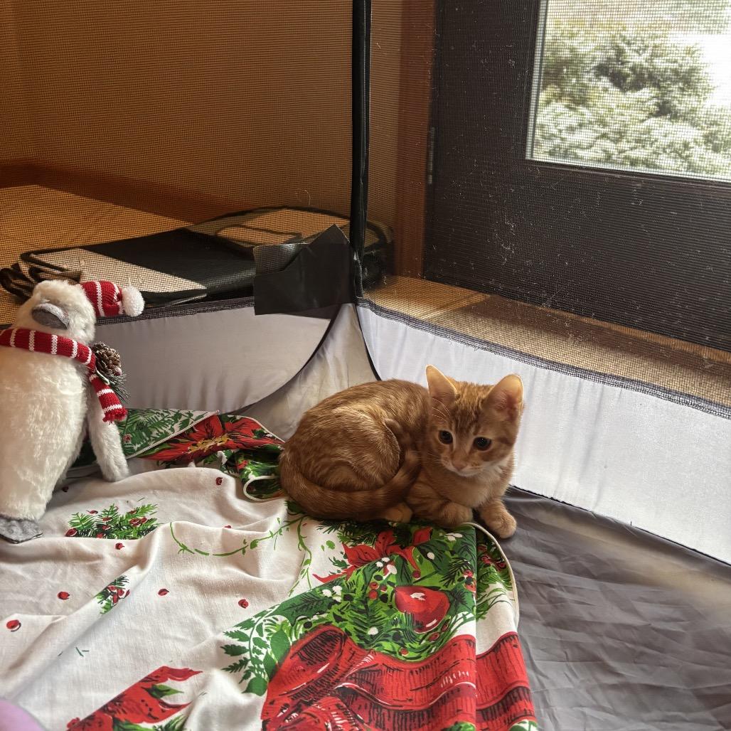 Enlarge Calypso-Cal, a Adoptable Domestic Short Hair in SLIPPERY ROCK, PA image 3/4