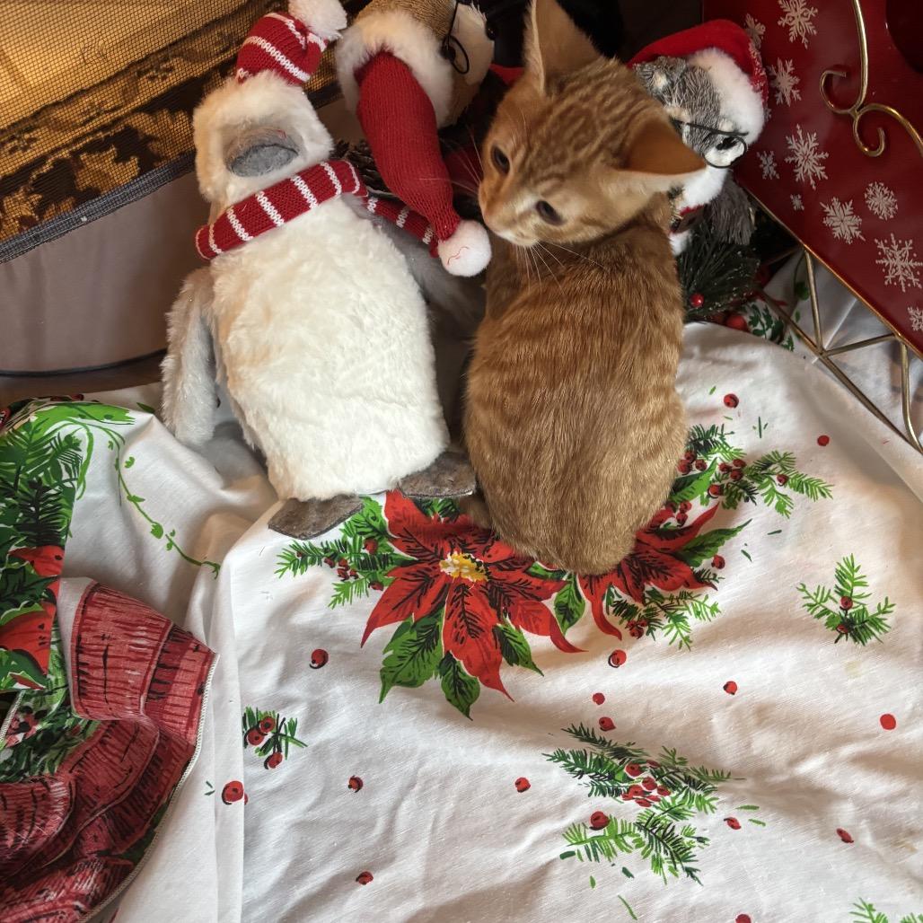 Enlarge Calypso-Cal, a Adoptable Domestic Short Hair in SLIPPERY ROCK, PA image 4/4