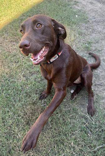 Enlarge Maisie 3, a Adopted Chocolate Labrador Retriever in Killingworth, CT image 2/5