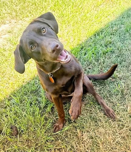 Enlarge Maisie 3, a Adopted Chocolate Labrador Retriever in Killingworth, CT image 3/5