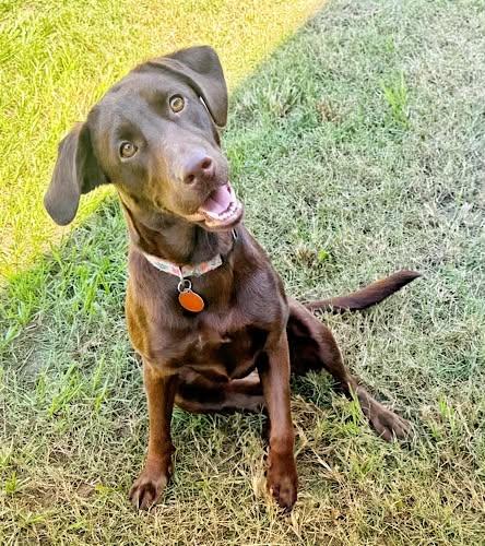Enlarge Maisie 3, a Adopted Chocolate Labrador Retriever in Killingworth, CT image 4/5