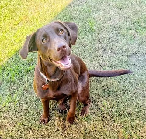 Maisie 3, Adopted, Young Female Chocolate Labrador Retriever.