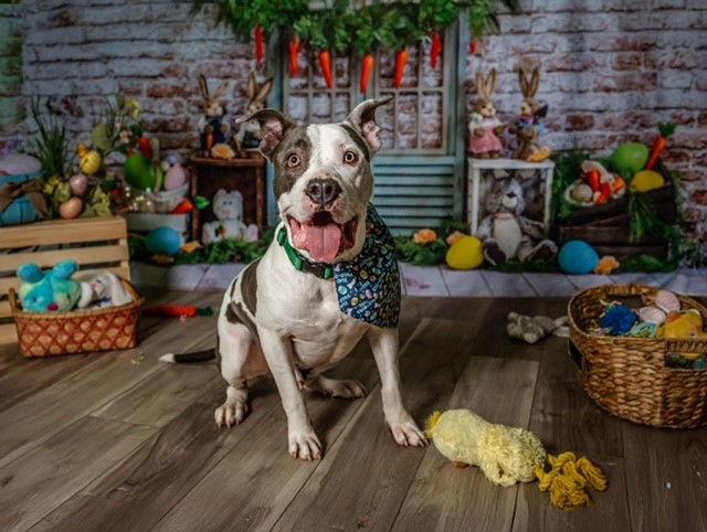 Enlarge Buster, a Adoptable Staffordshire Bull Terrier in Garner, NC image 2/3