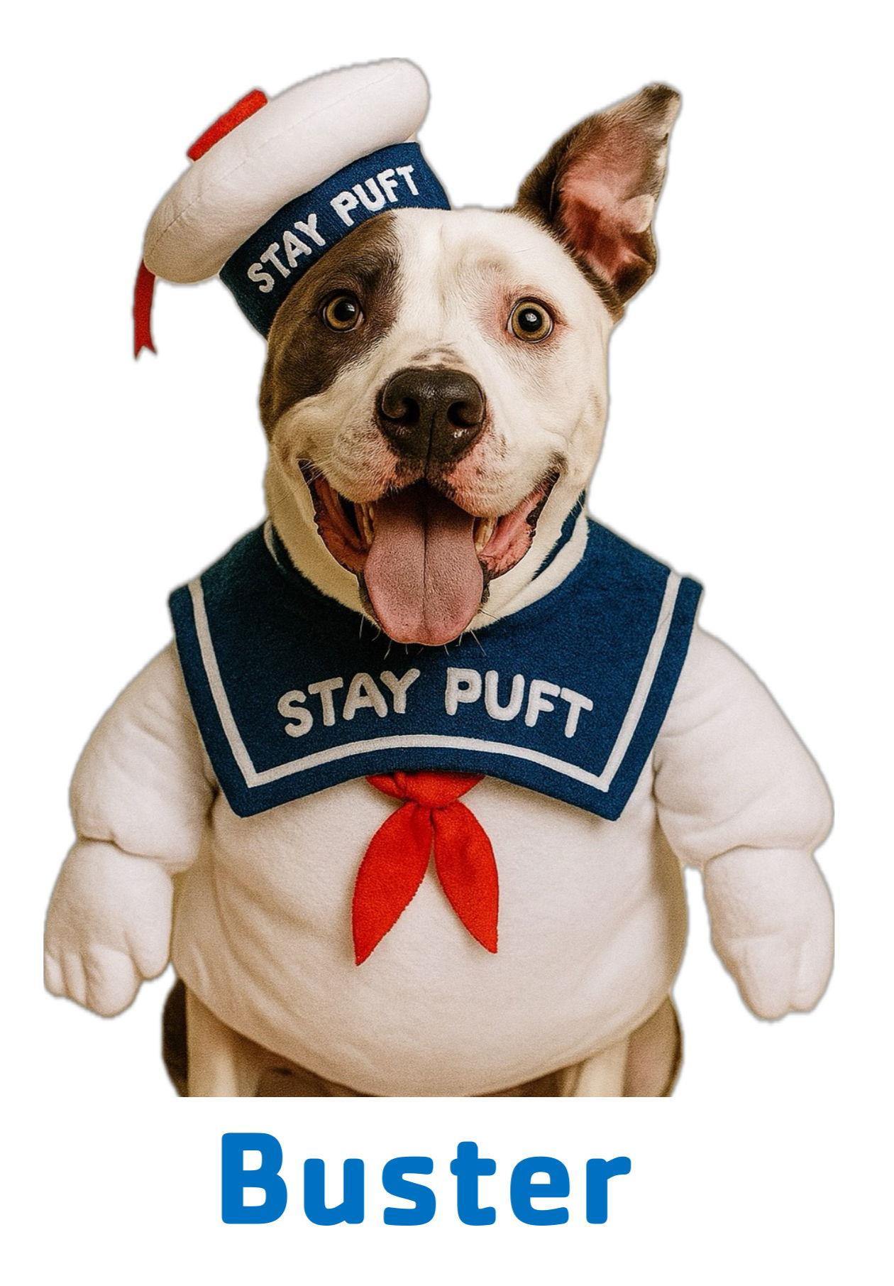 Enlarge Buster, a Adoptable Staffordshire Bull Terrier in Garner, NC image 3/3